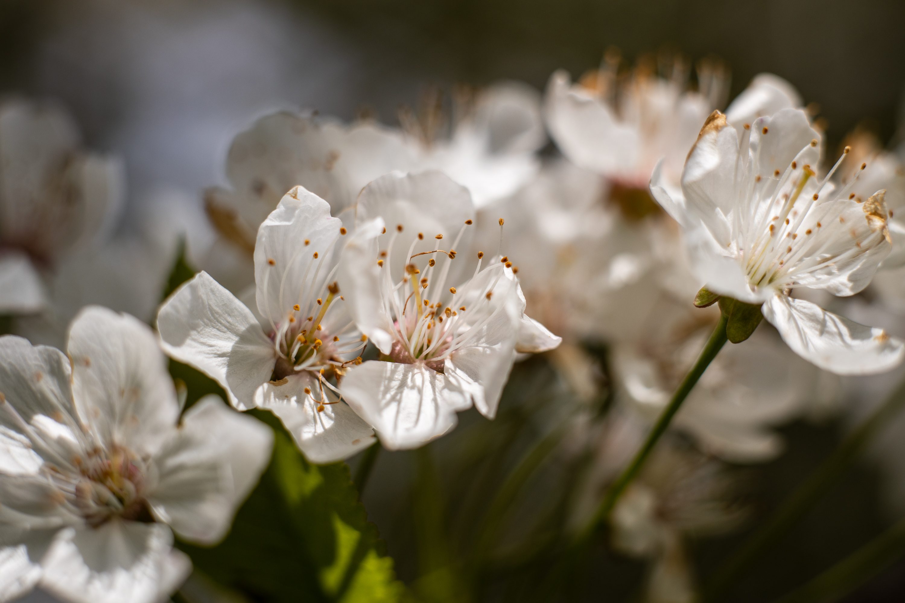 Mamiya 55mm f1.8 With Canon EF 25 Extention tube at f1.8, ISO100, 1/800 hand-held.