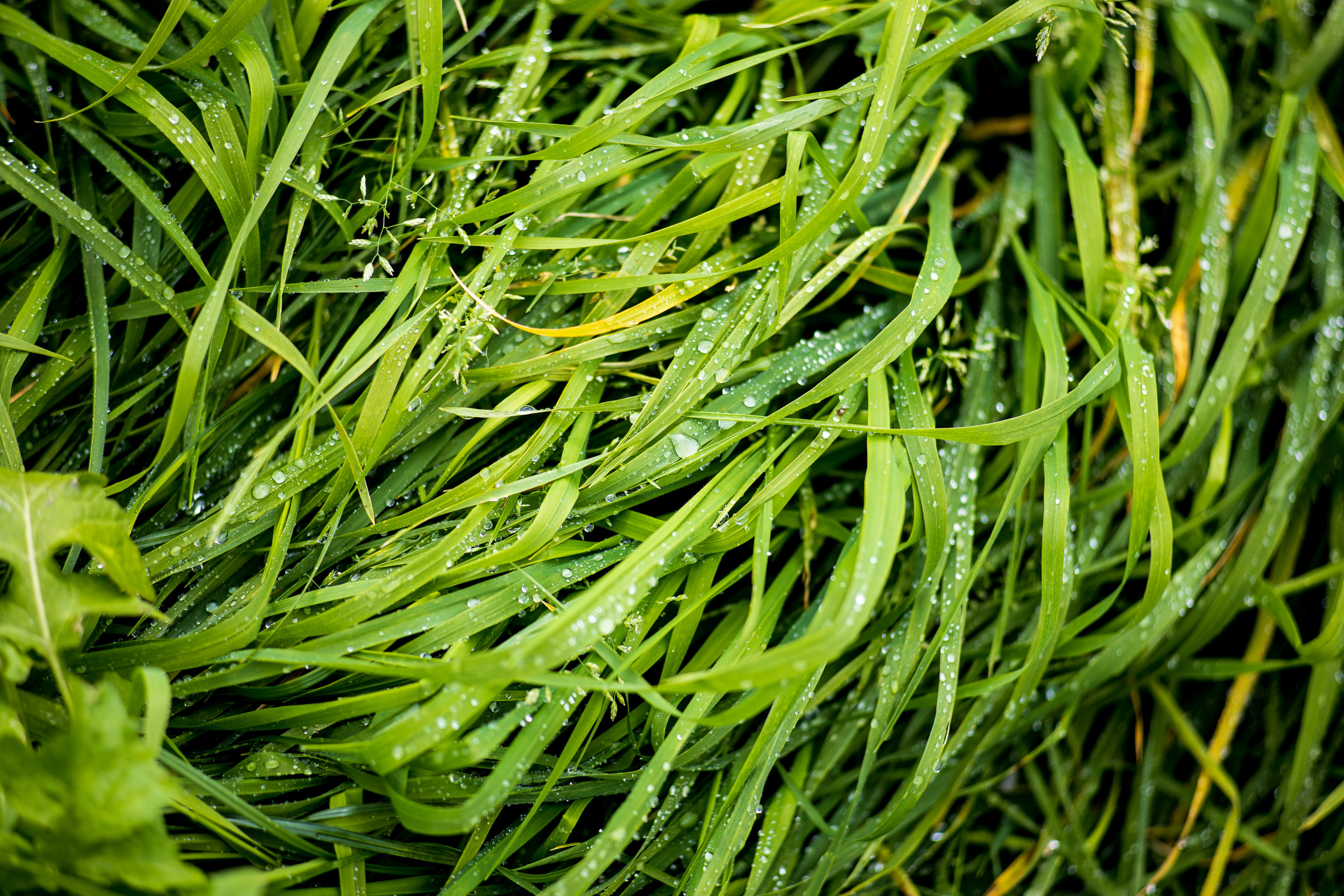 Grass with Dew - f2.8 ISO100 1/400s - Hand Held