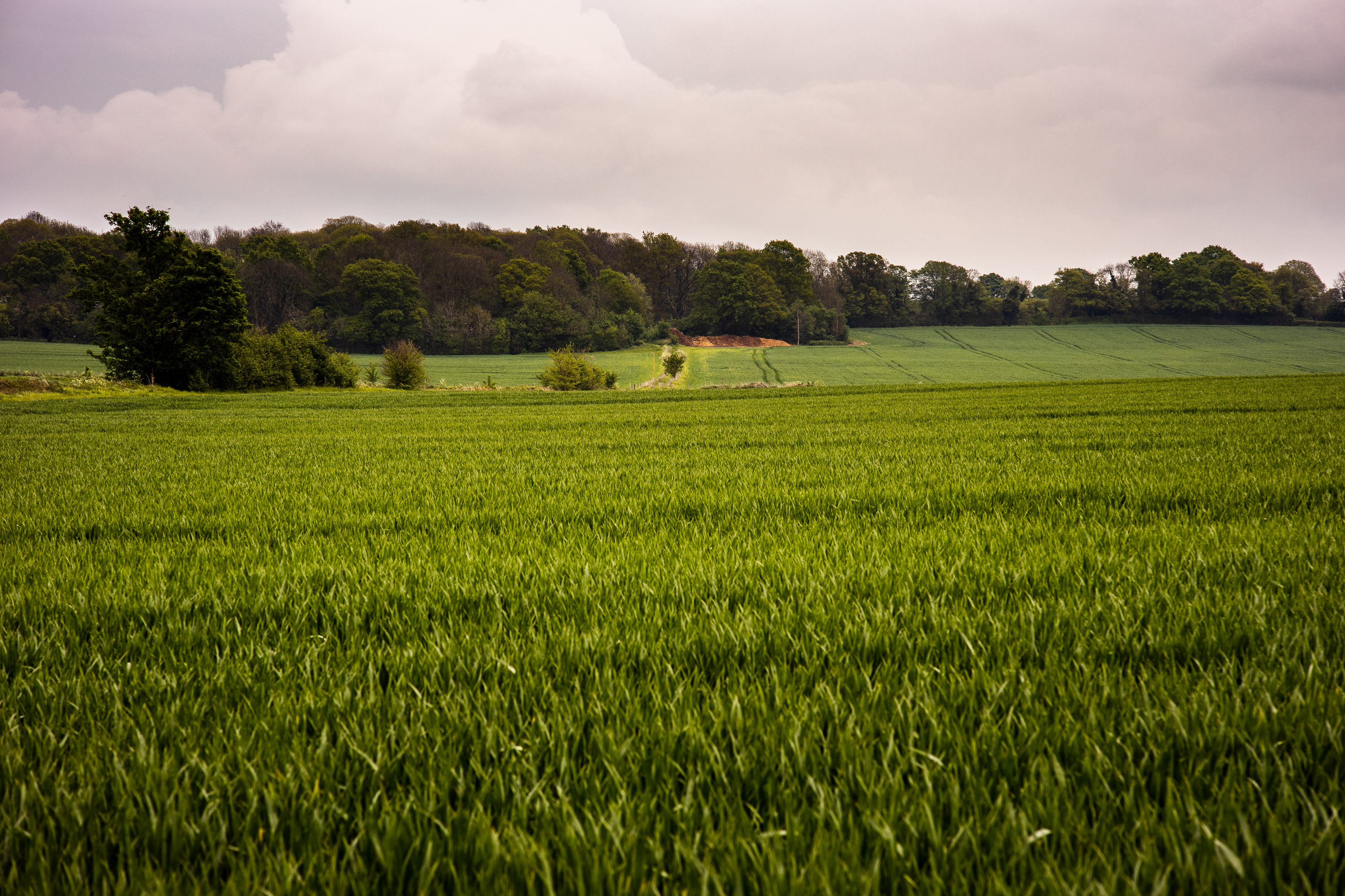 Field - F4 ISO100 1/250s