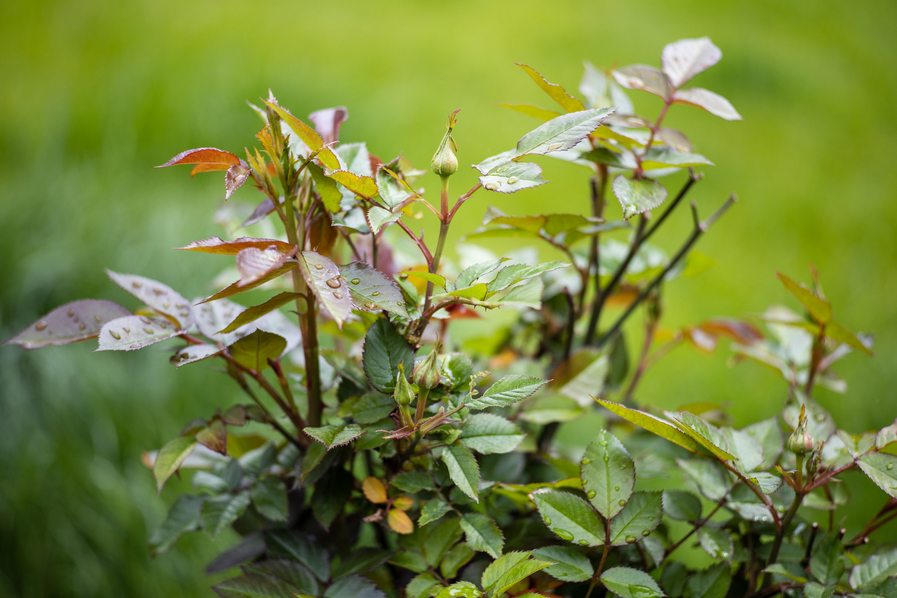 Roses - f2.8 ISO100 1/400s