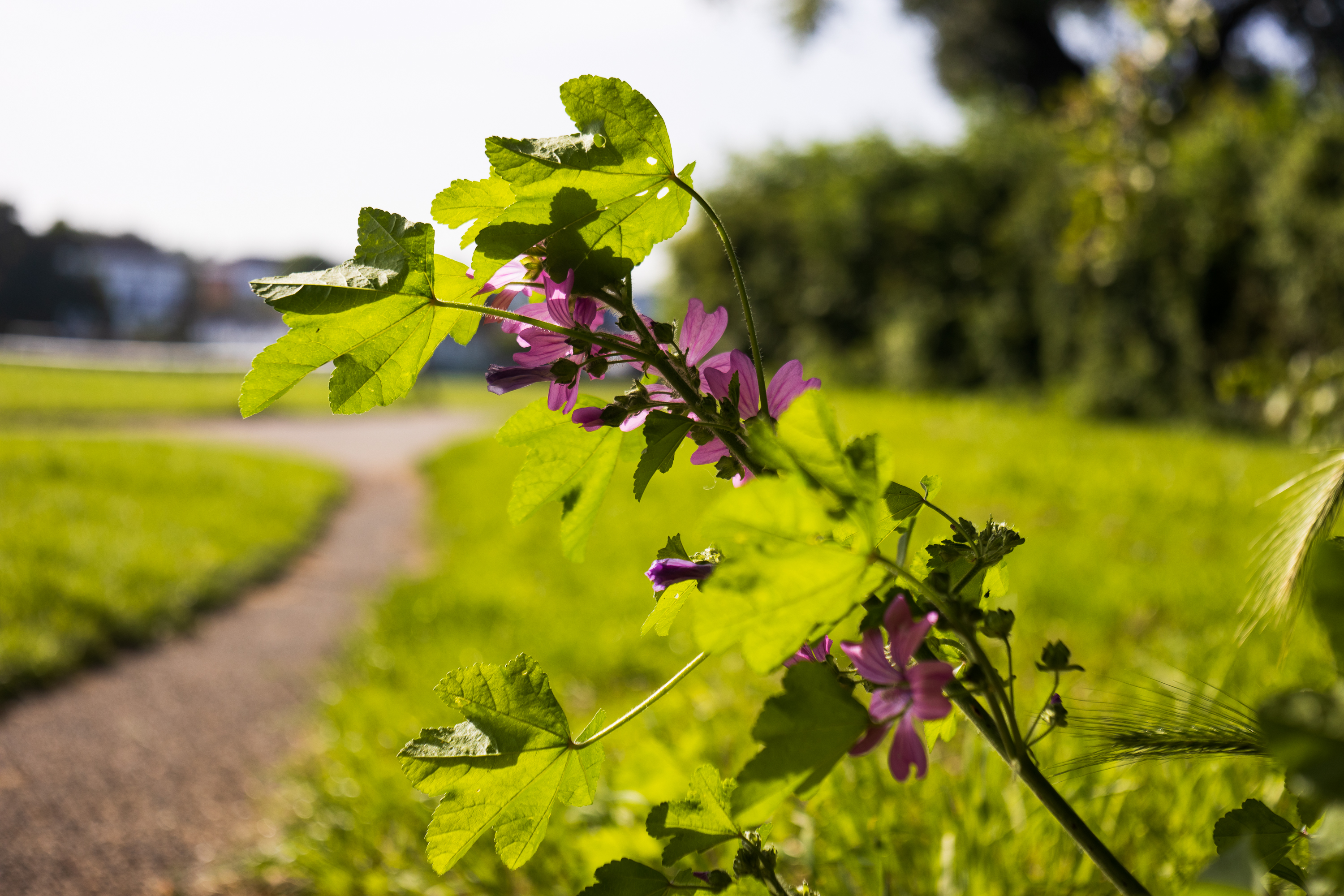 Mamiya 55mm f1.8 (radioactive) - Wide open at f1.8