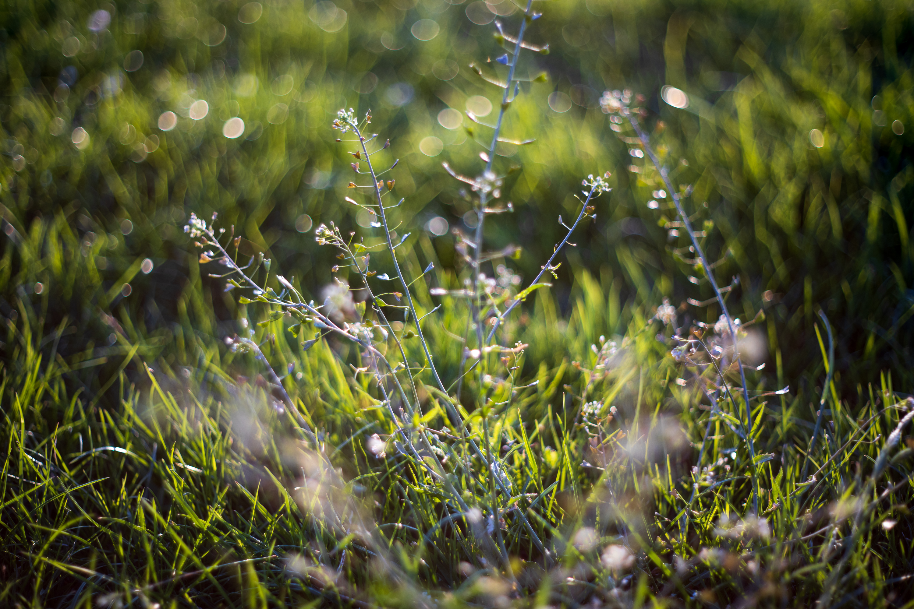 mamiya sekor 55mm 1.8