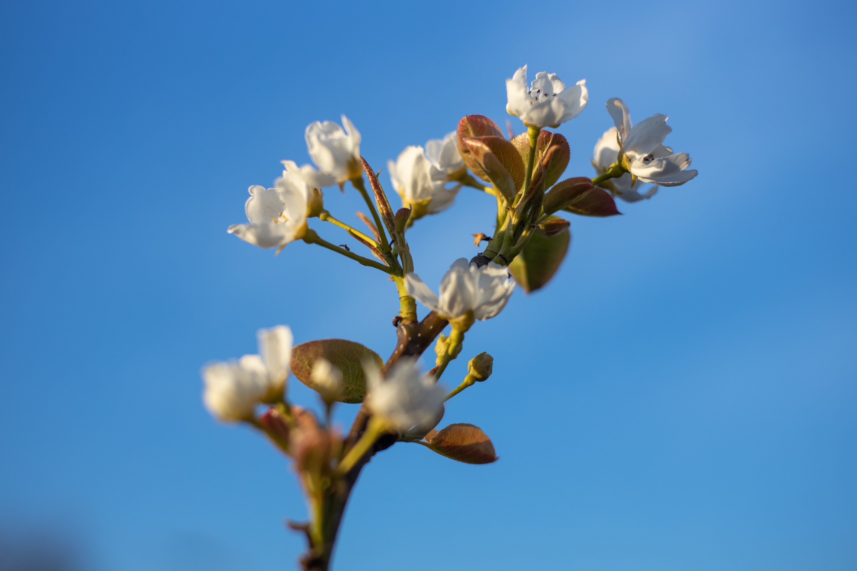 Japanese pear at minimum focus distance