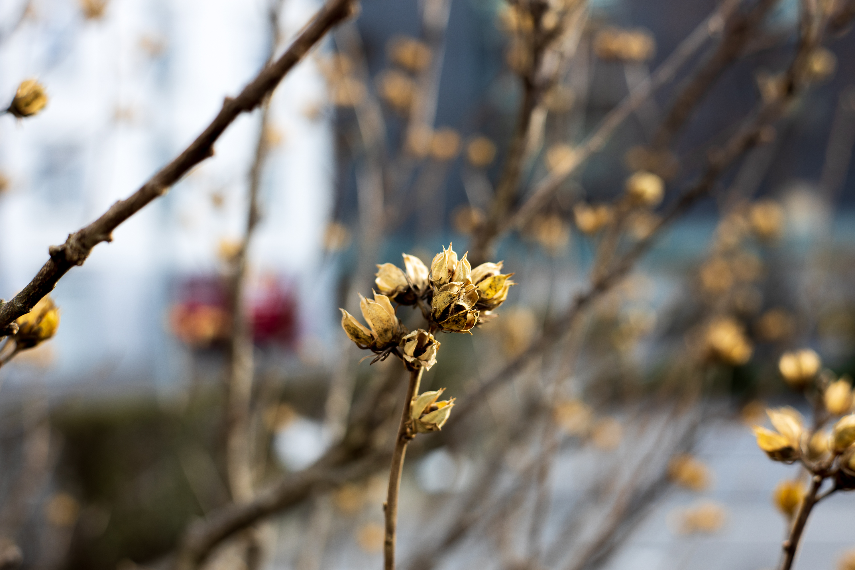 Picture of a plant