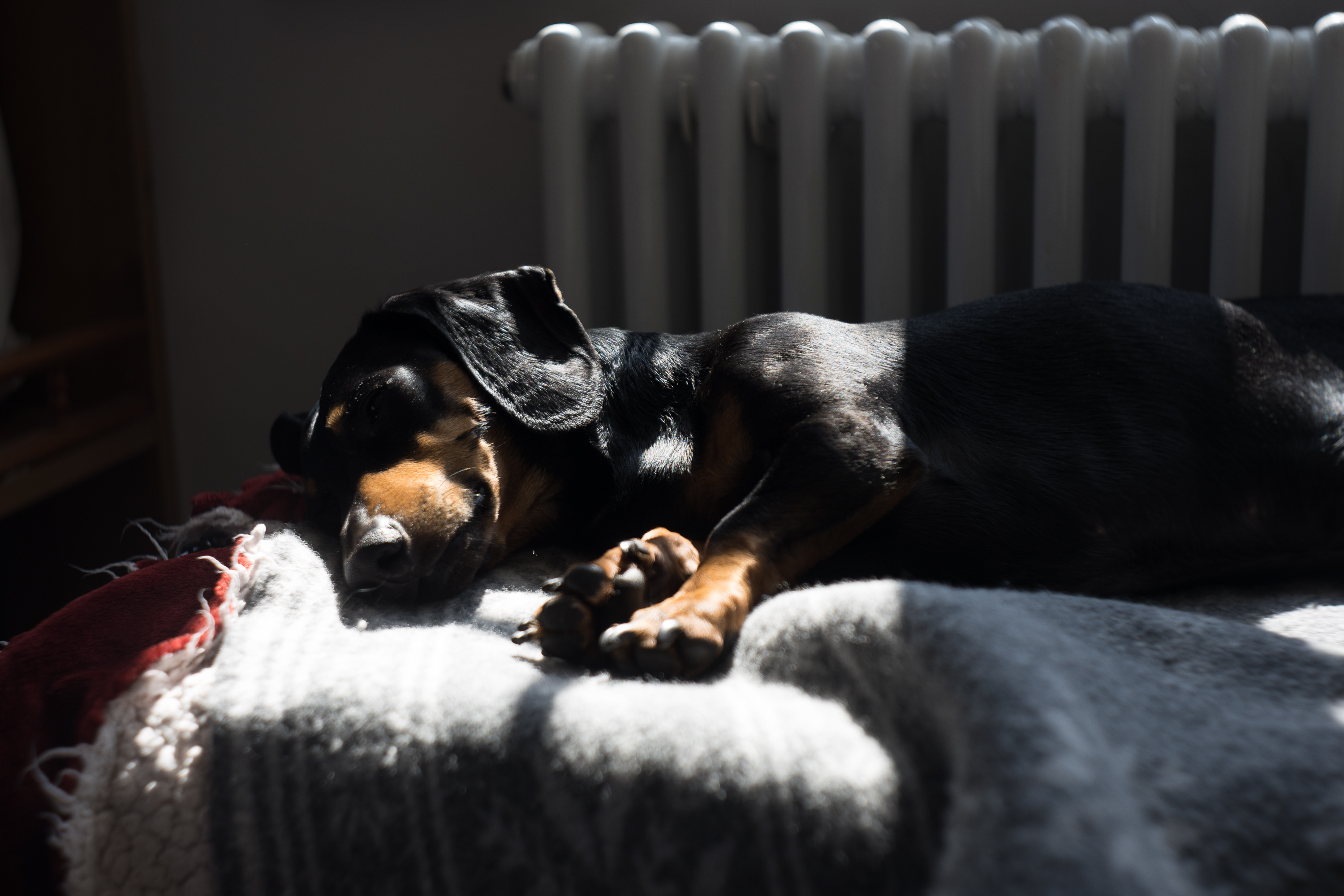 Dog sleeping. Displaying high contrast of E. Ludwig Meritar 50mm f2.9