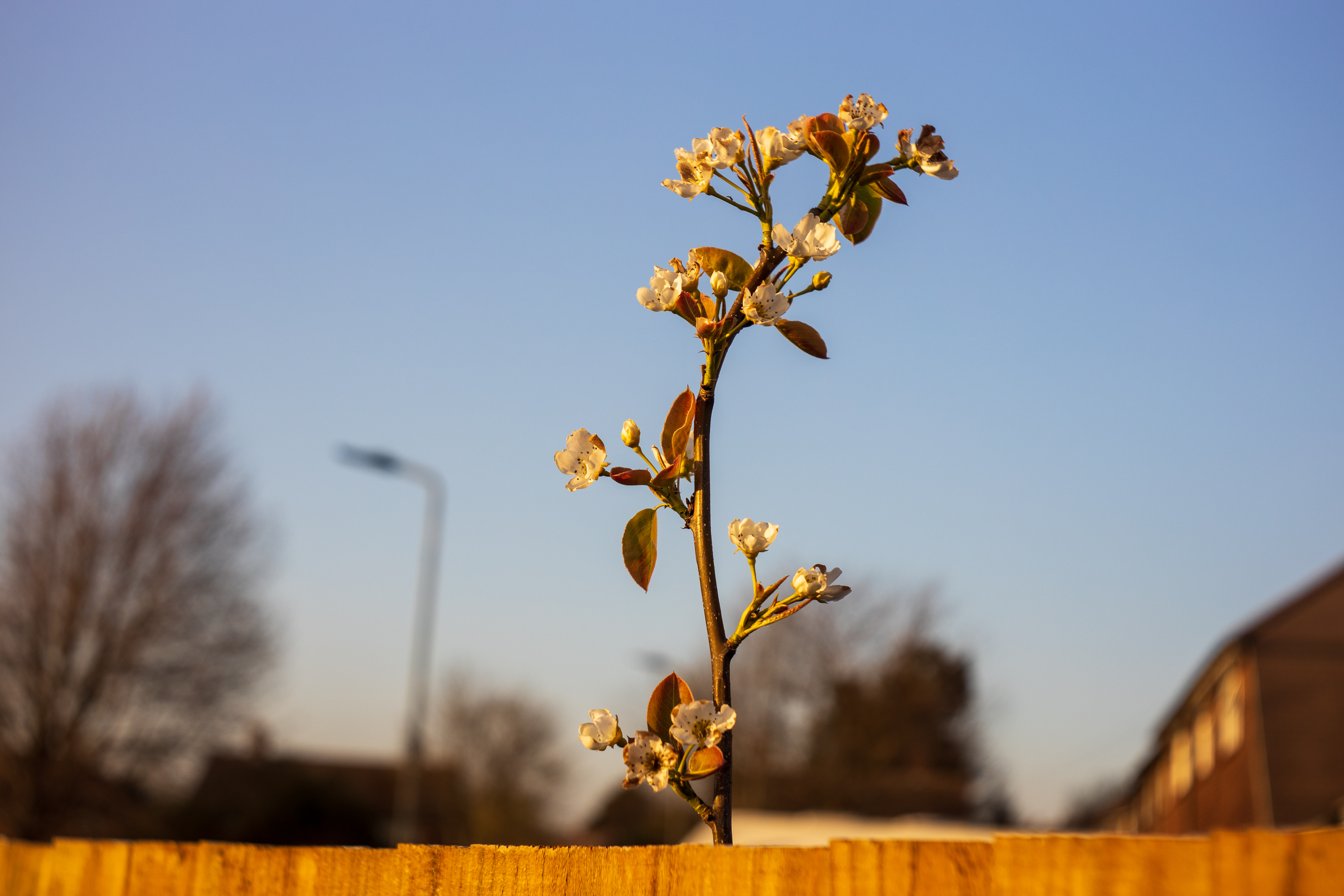 Japanese Pear blossoms