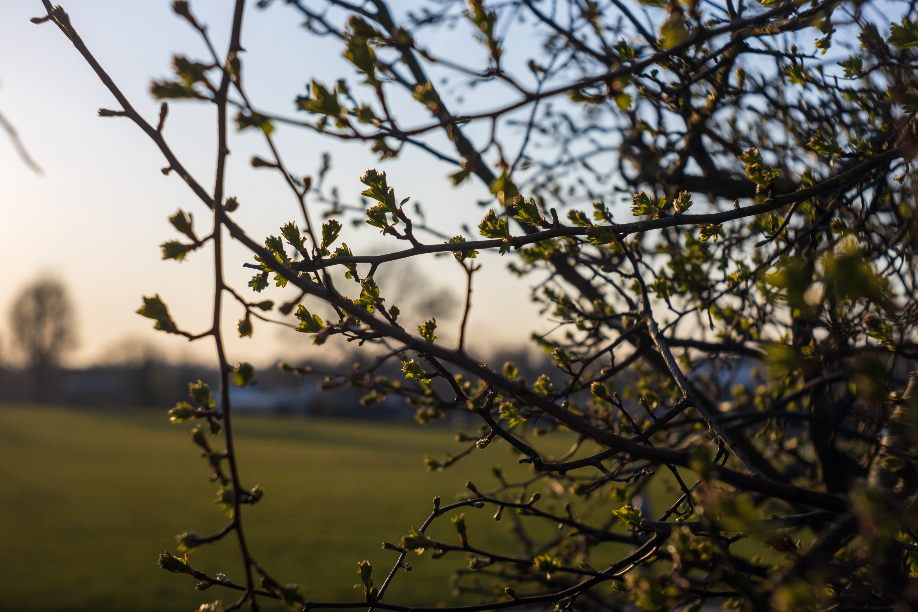 First leaves of spring