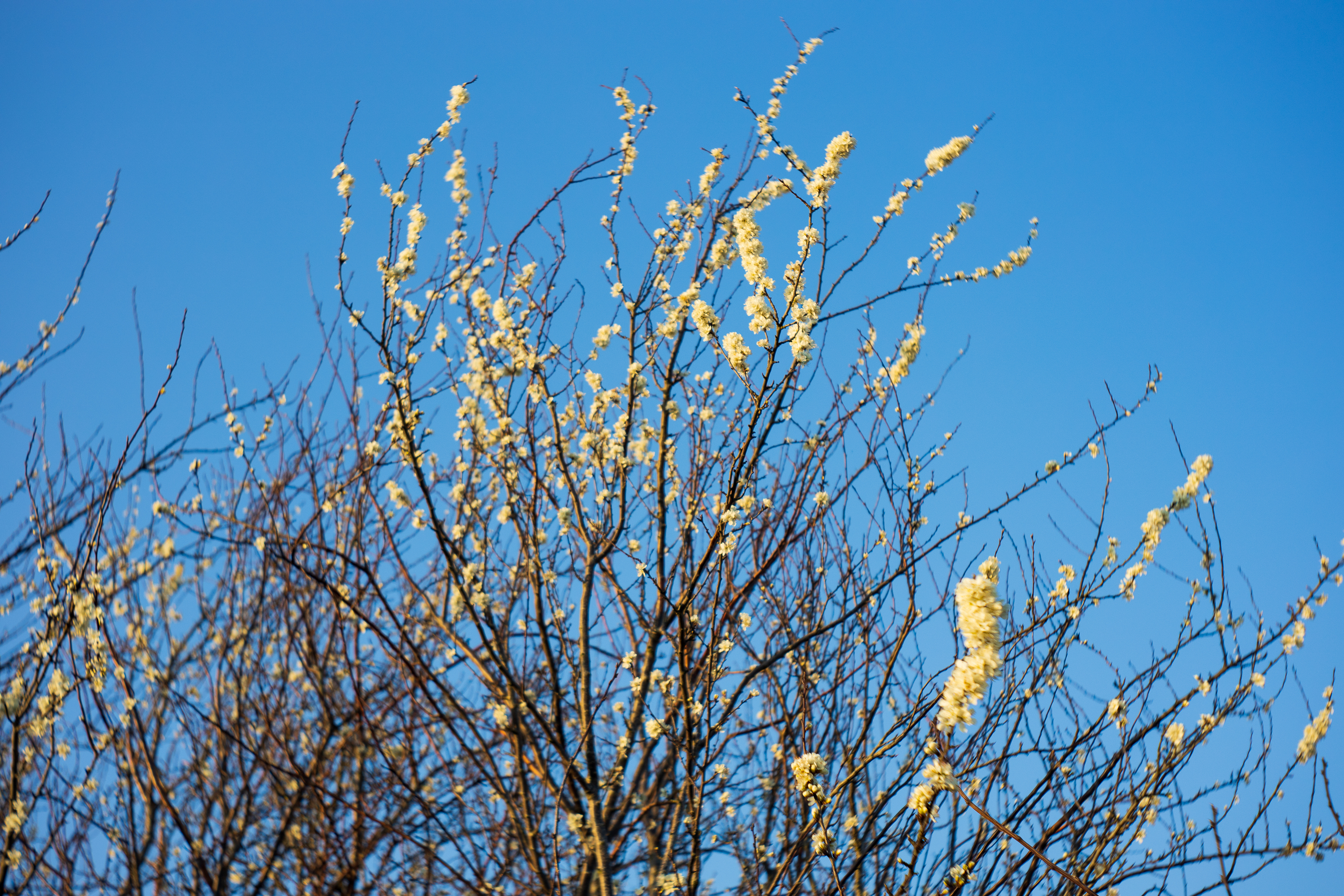 Sunset on blooming tree