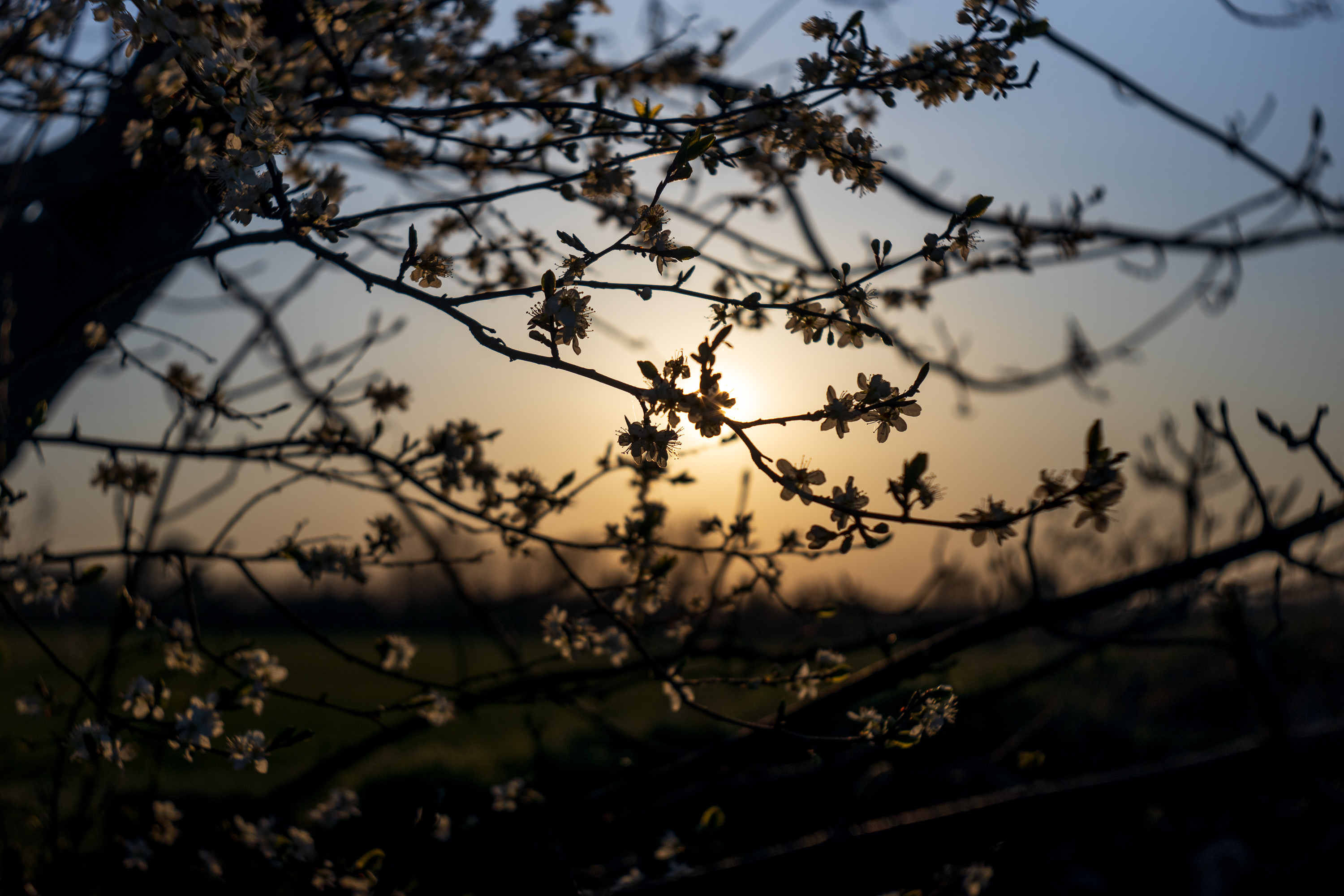 Sun through the tree