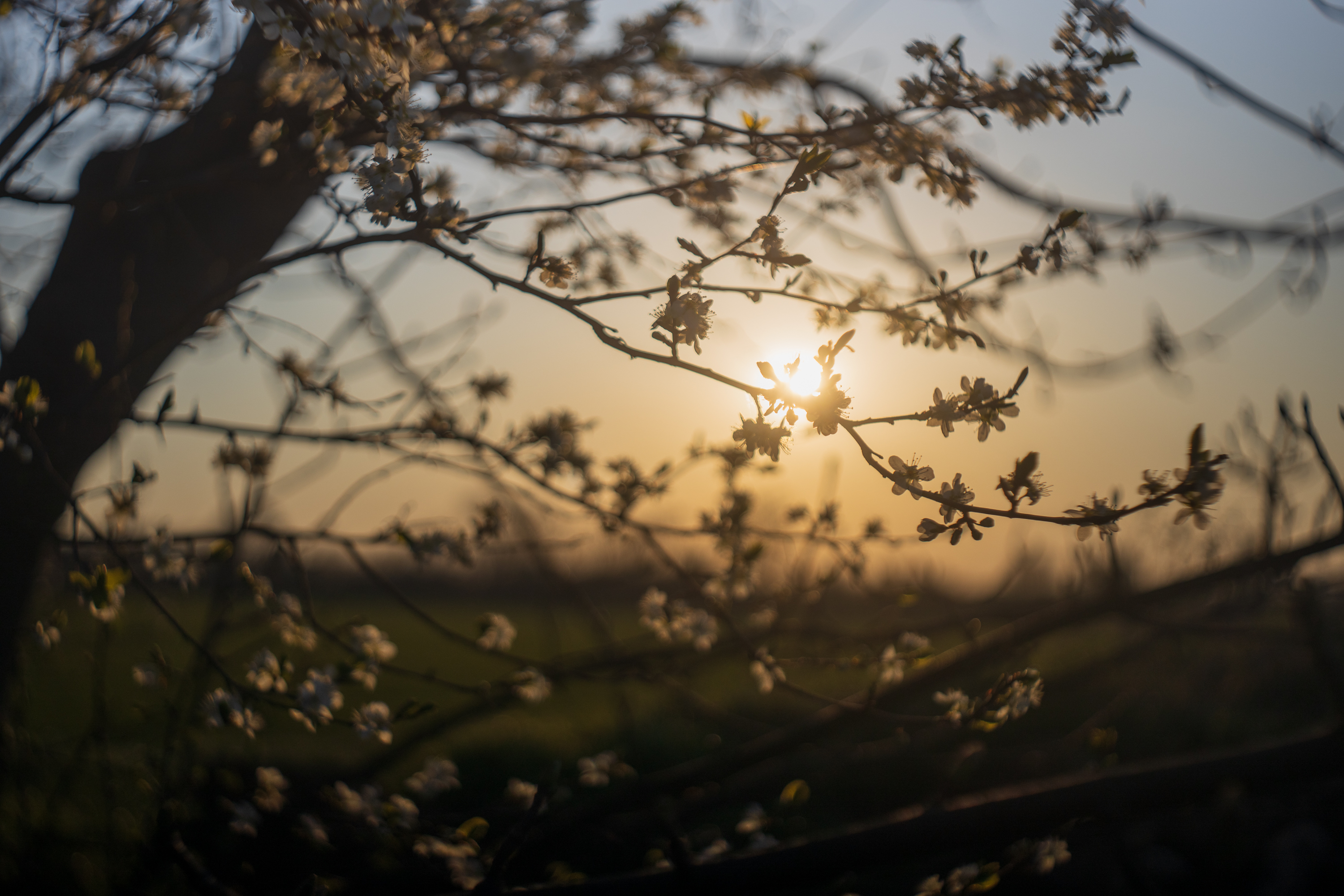 E. Ludwig Meritar 50mm f2.9 - Sun through the tree. showing the hazy look