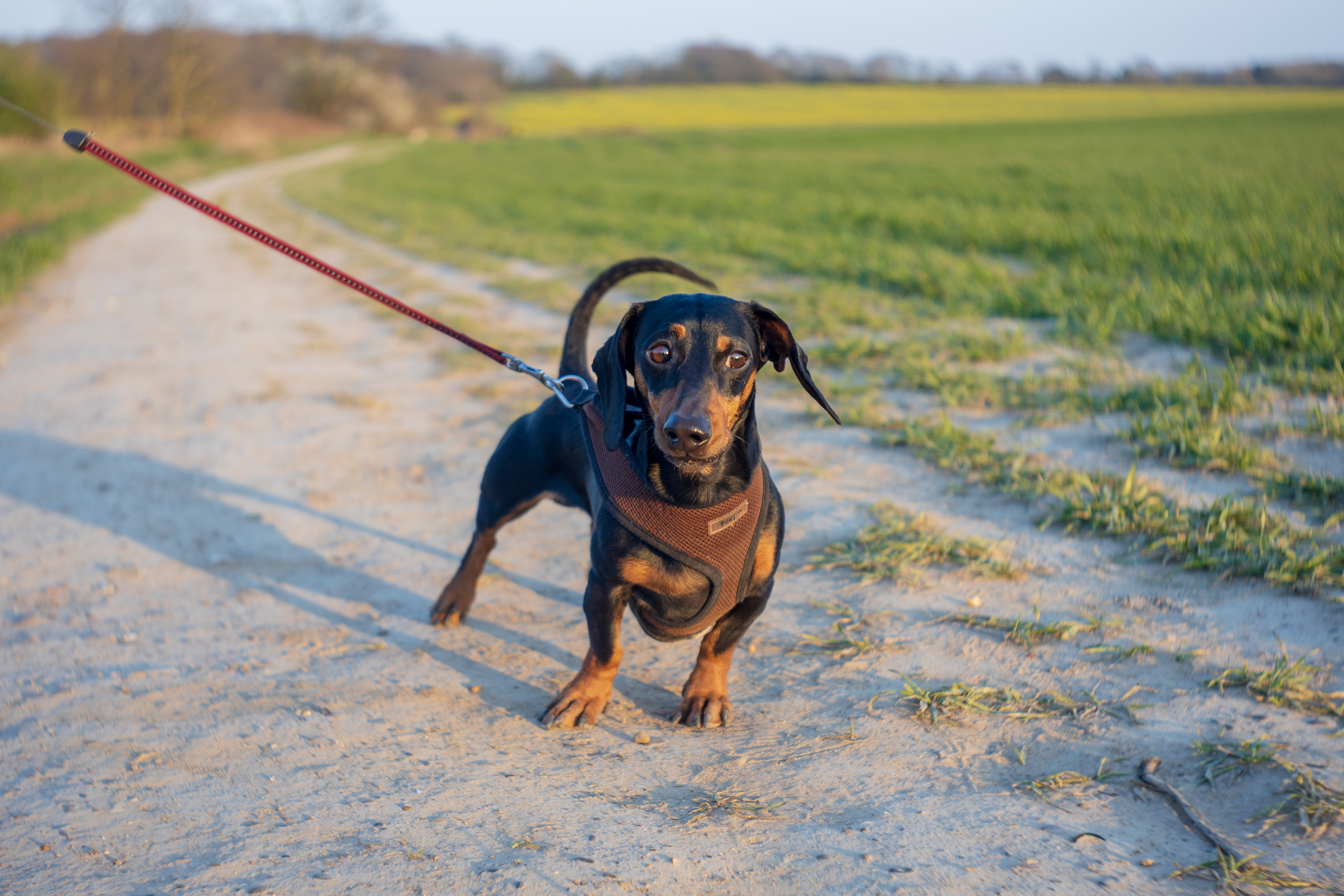 Dog in the field