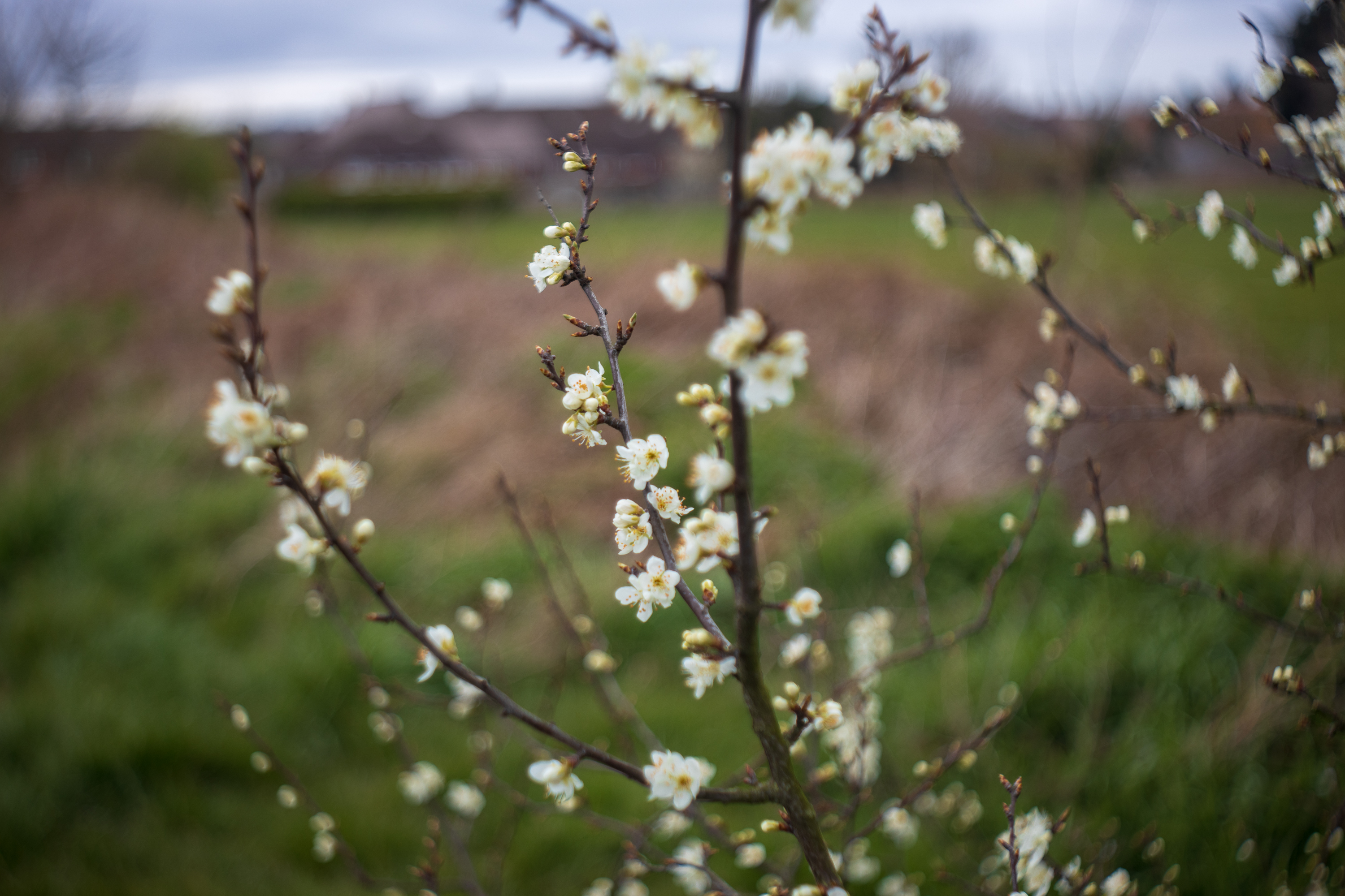 E. Ludwig Meritar 50mm f2.9 Review - Lens Legend