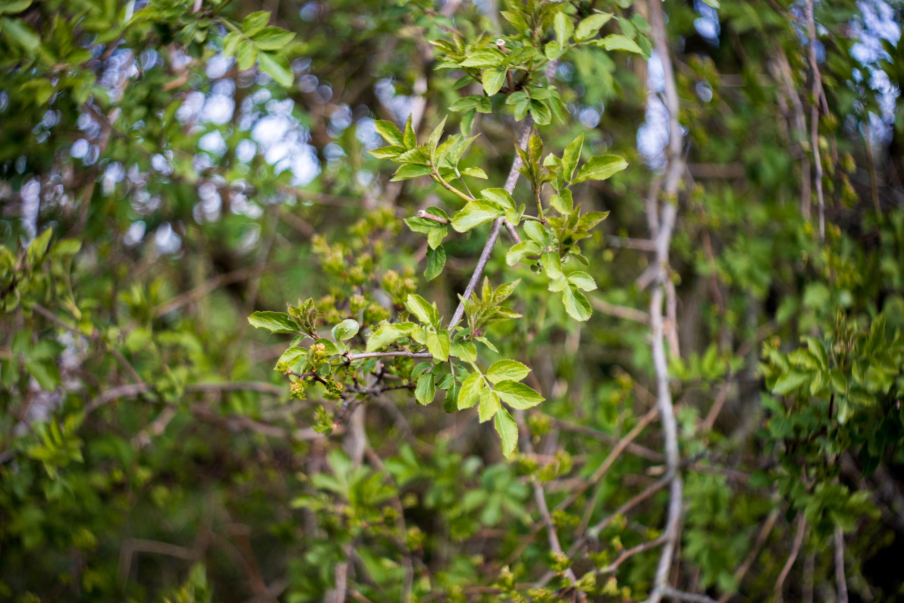 Bright bush in the spring