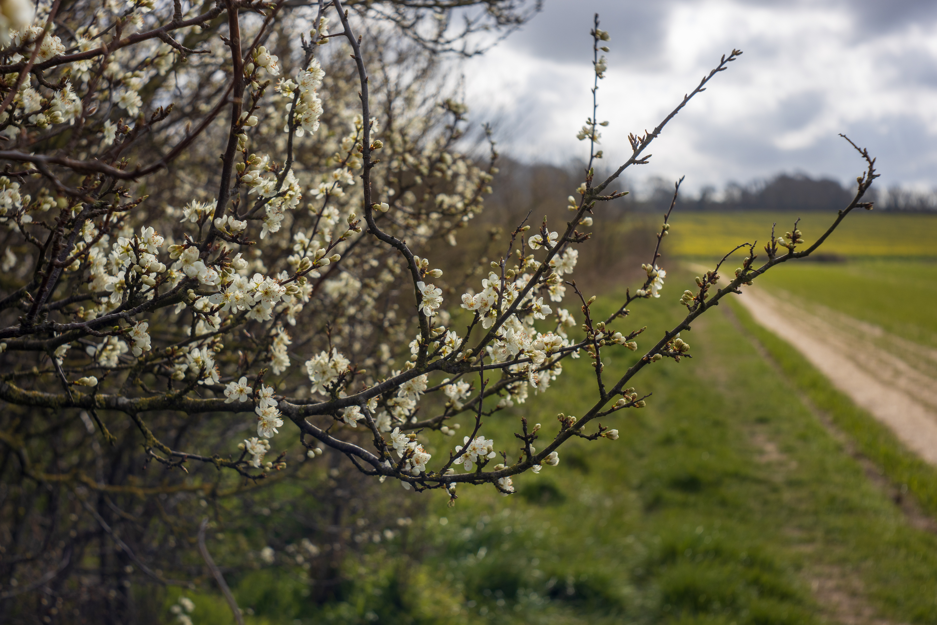 Flowering tree branch