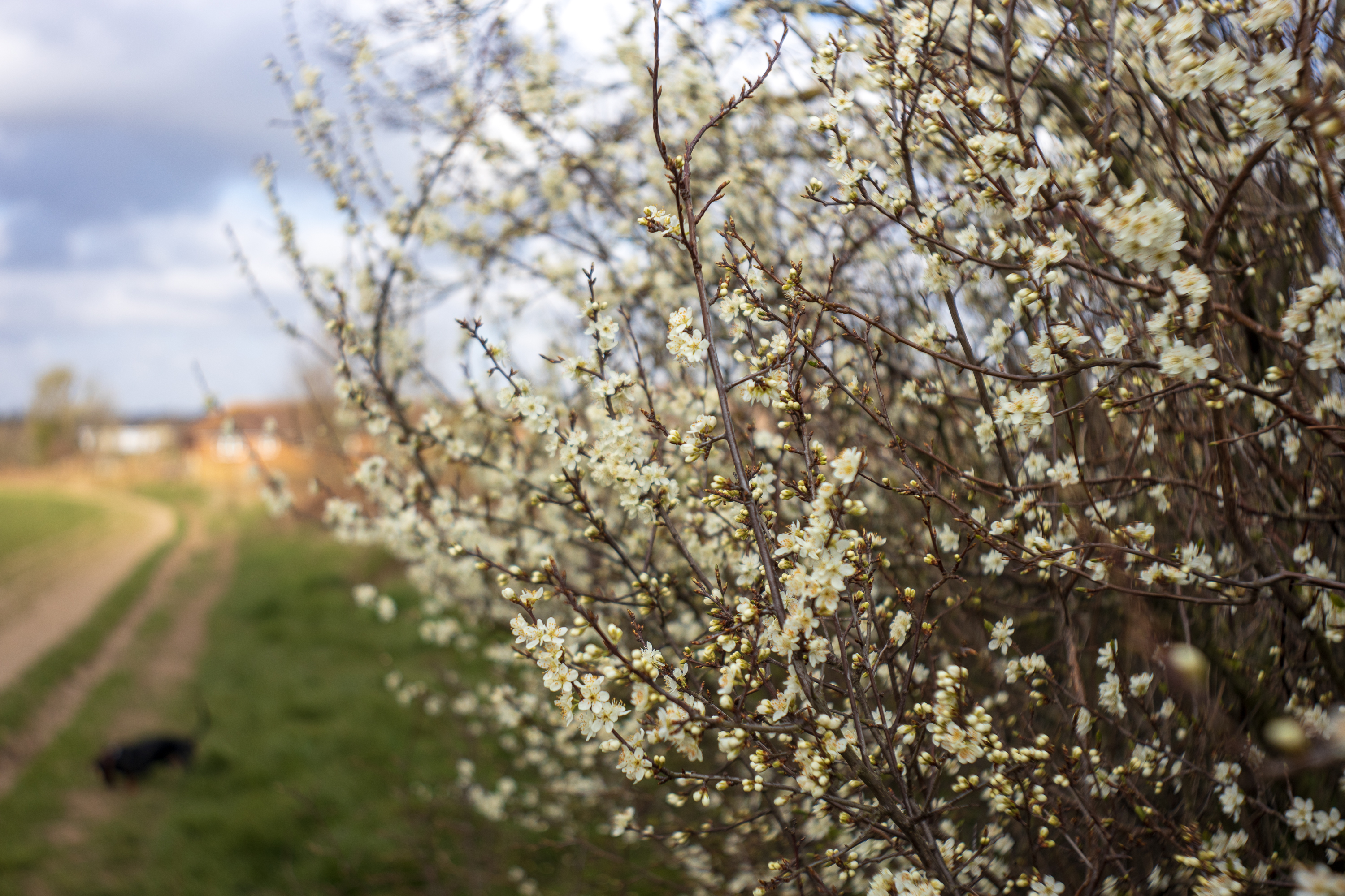 Flowering trees