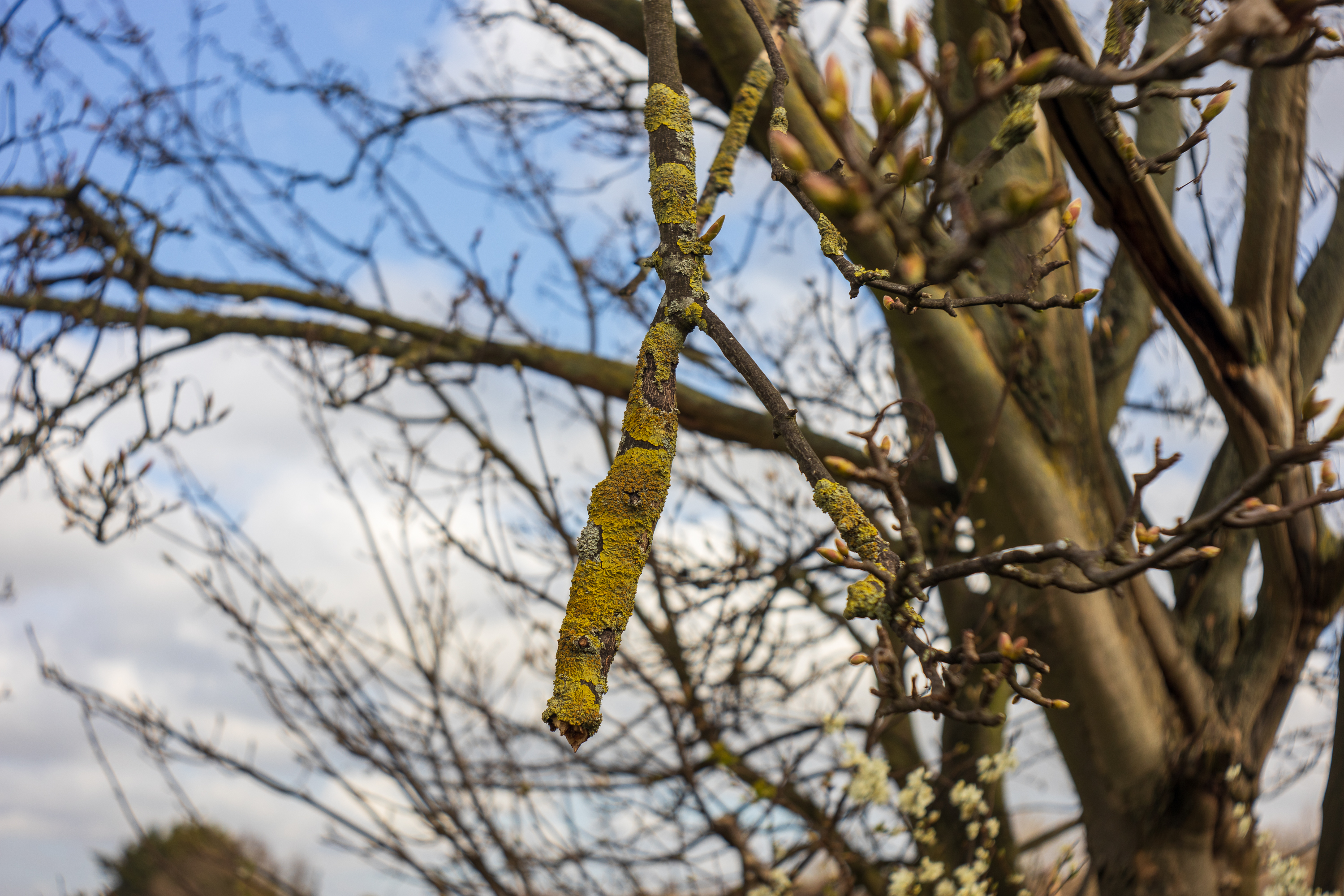 Sky and tree branches in Spring