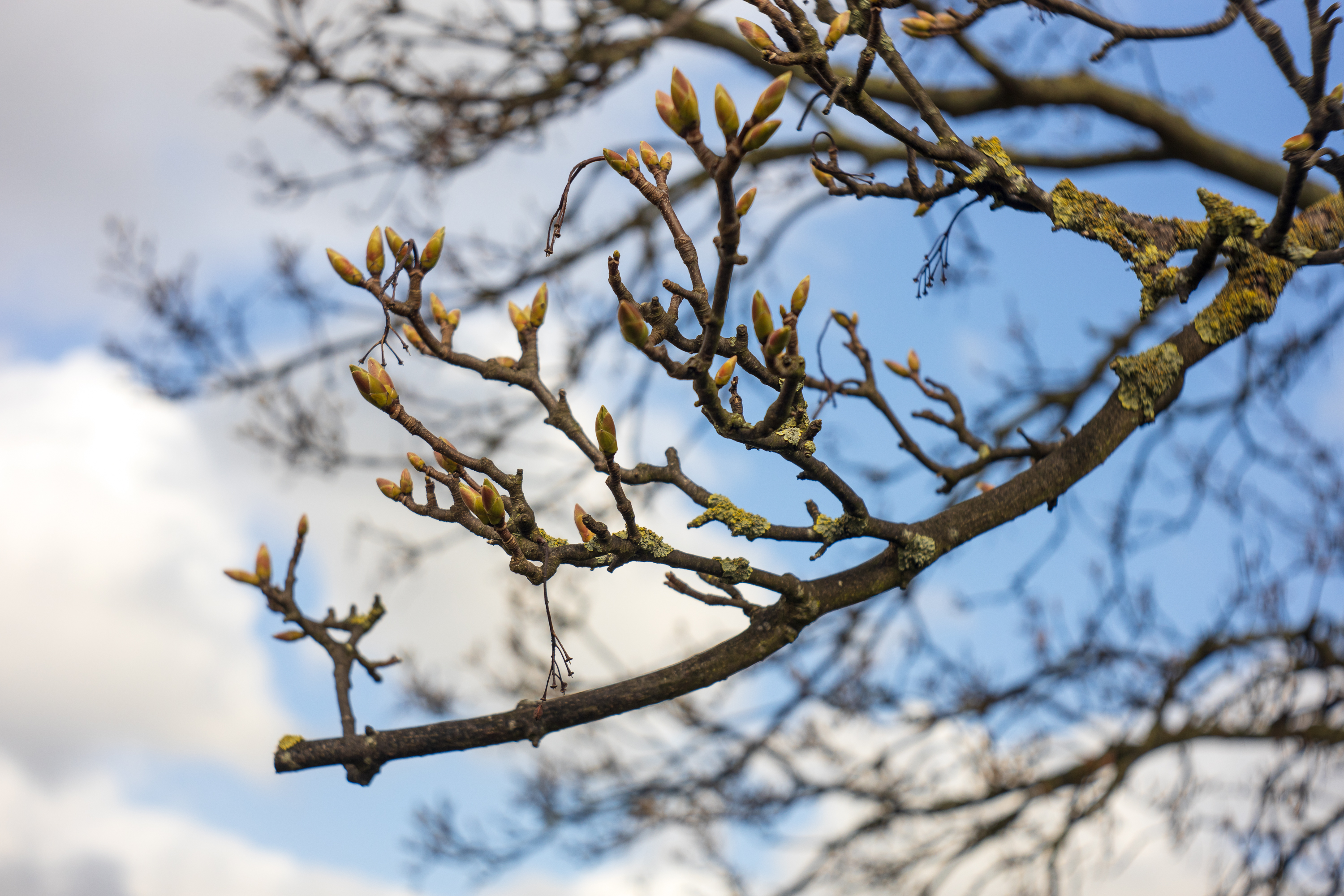 Sky and branches in Spring - Stopped down to f5.6