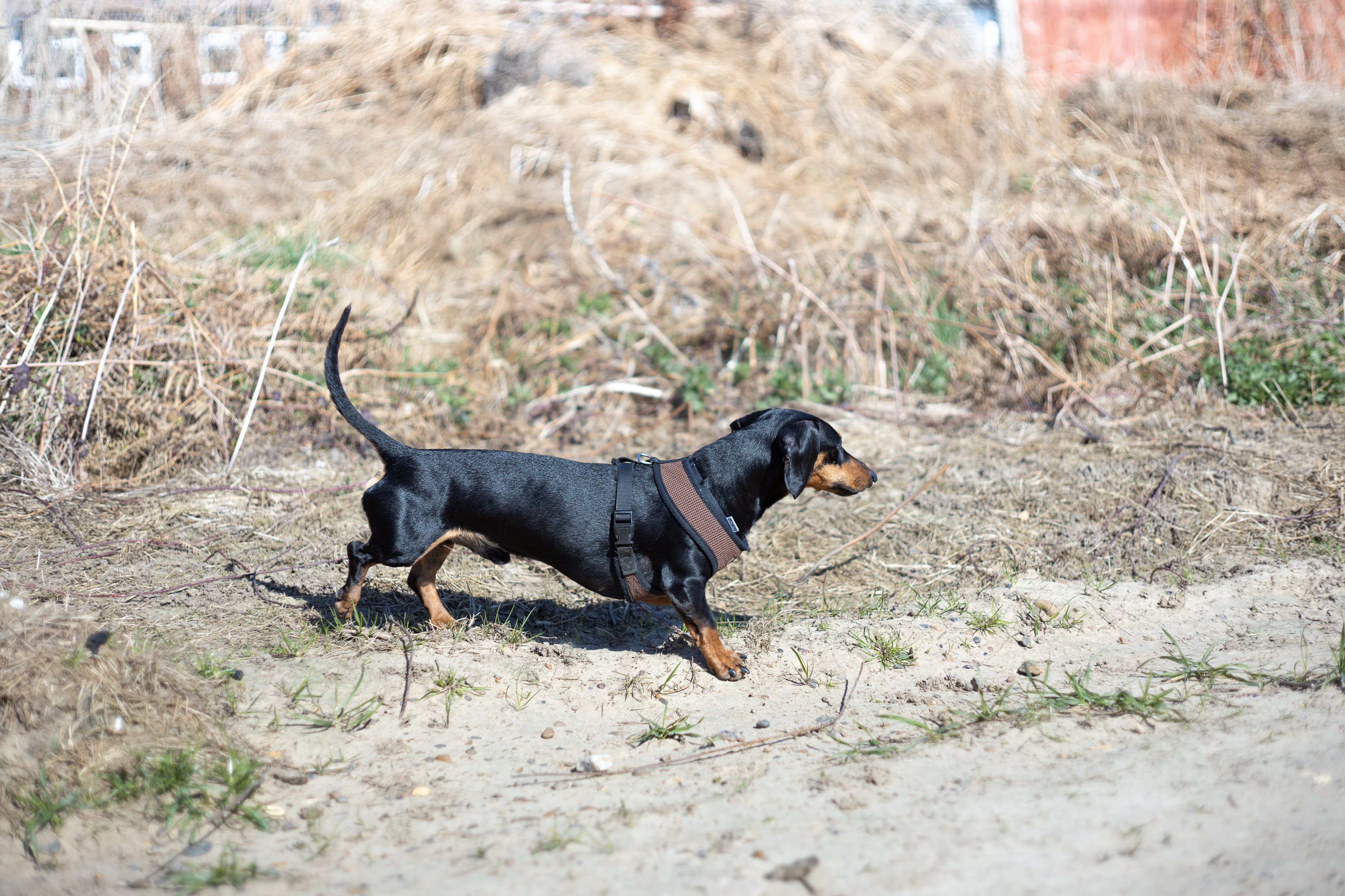 Max on the walk