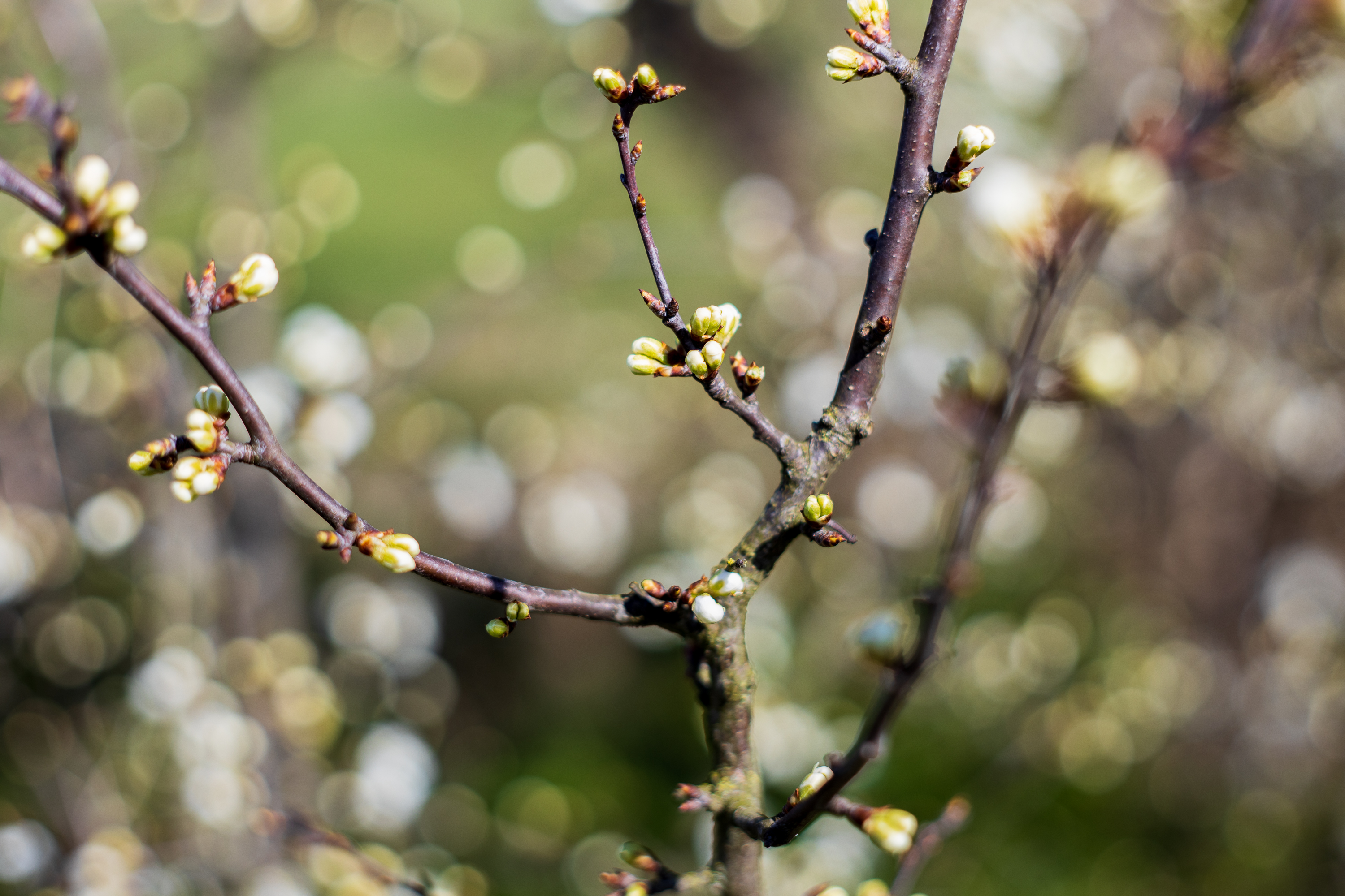 Bokeh - Mamiya Sekor 58mm f1.7 M42