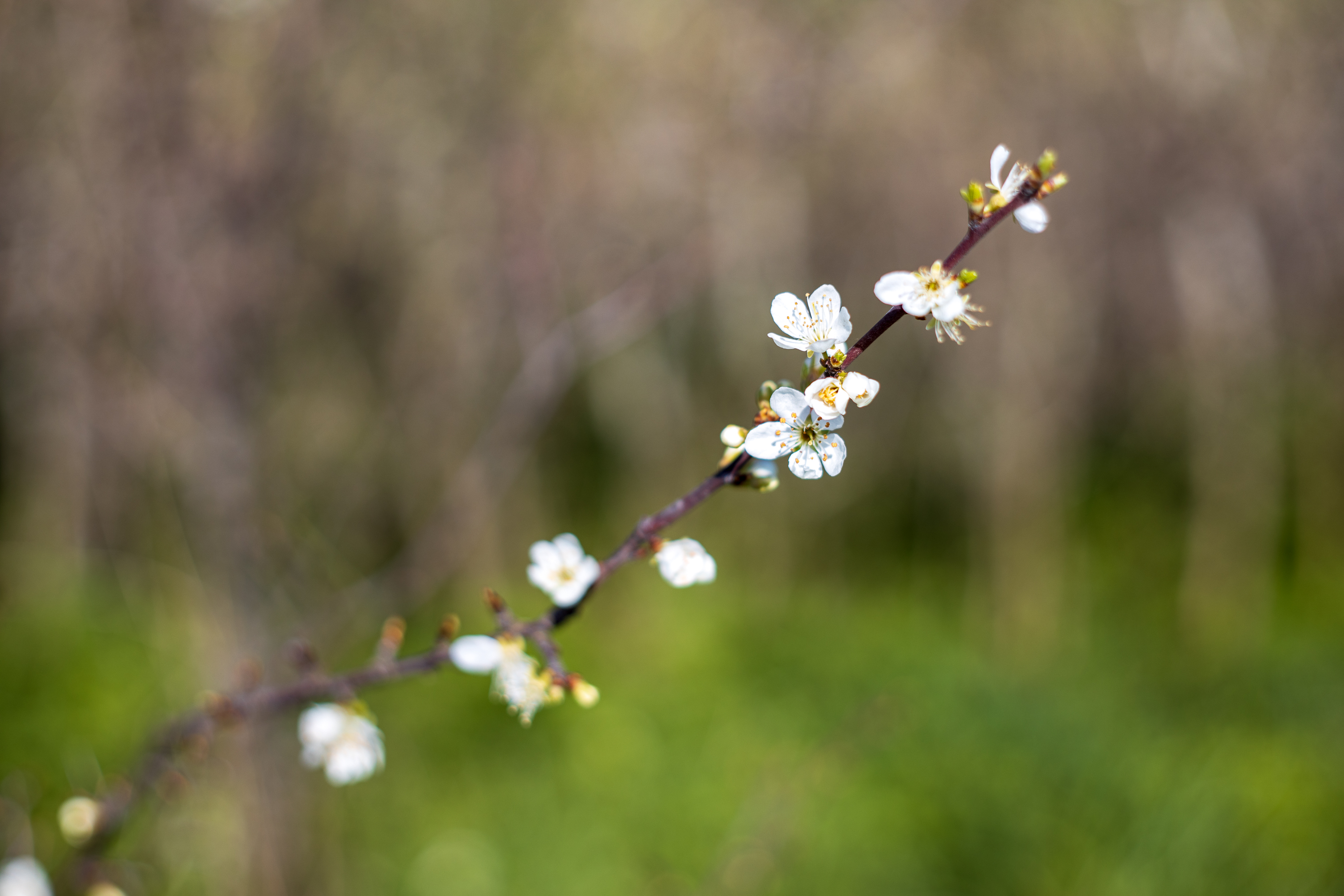 Minimum focus distance - Mamiya Sekor 58mm f1.7