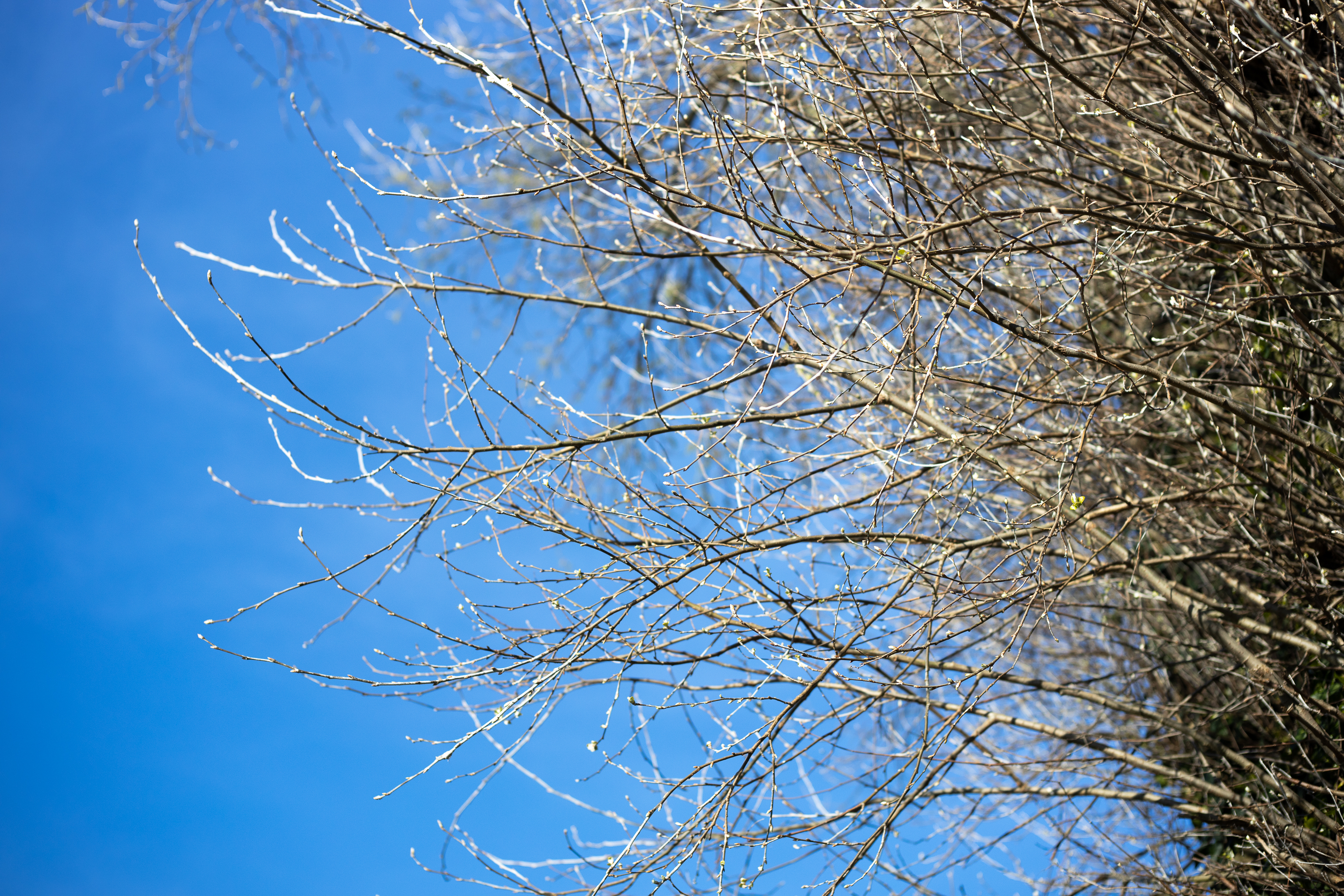 Branches - Voigtländer Septon 50mm f2