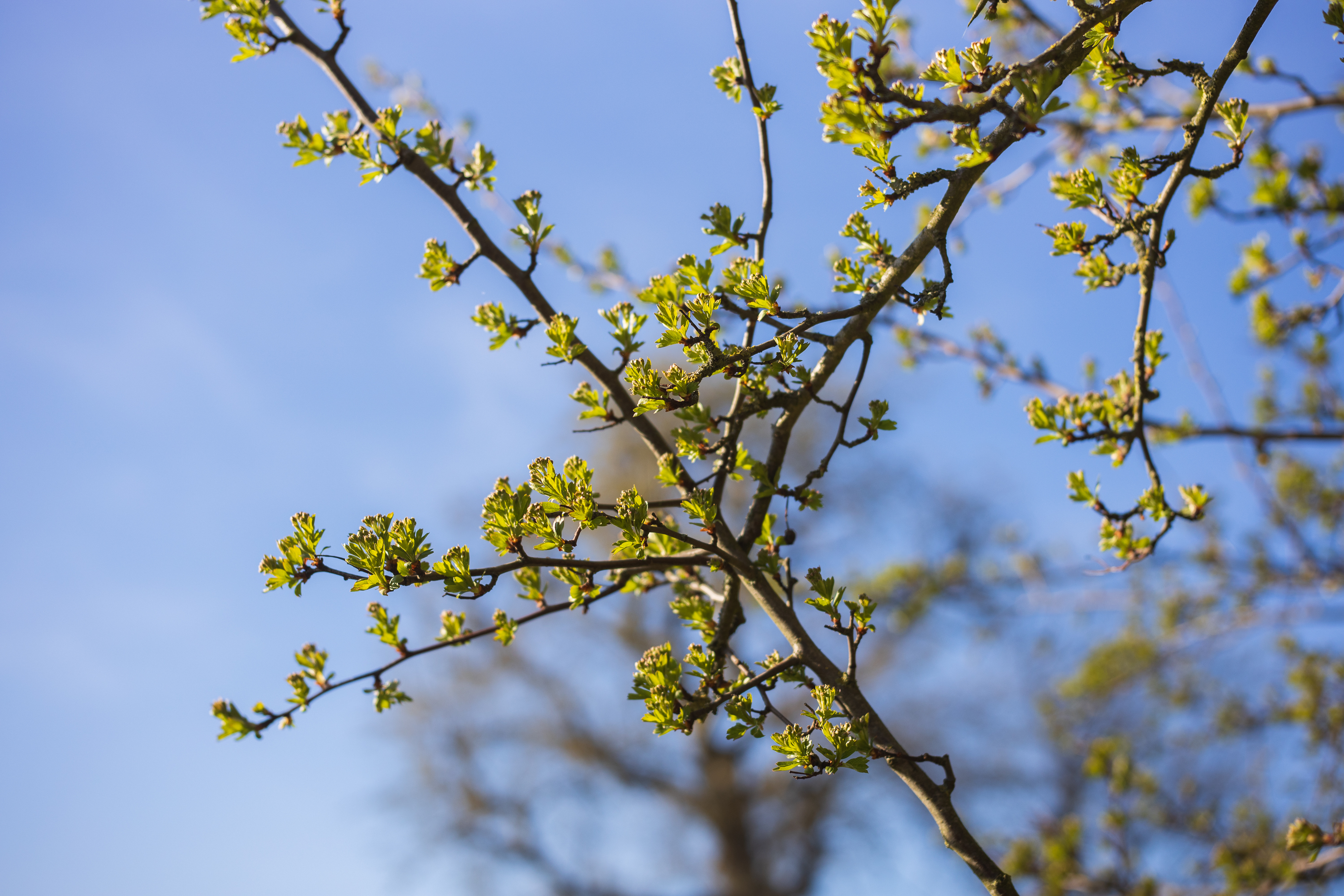 Young leaves - Voigtländer Septon 50mm f2