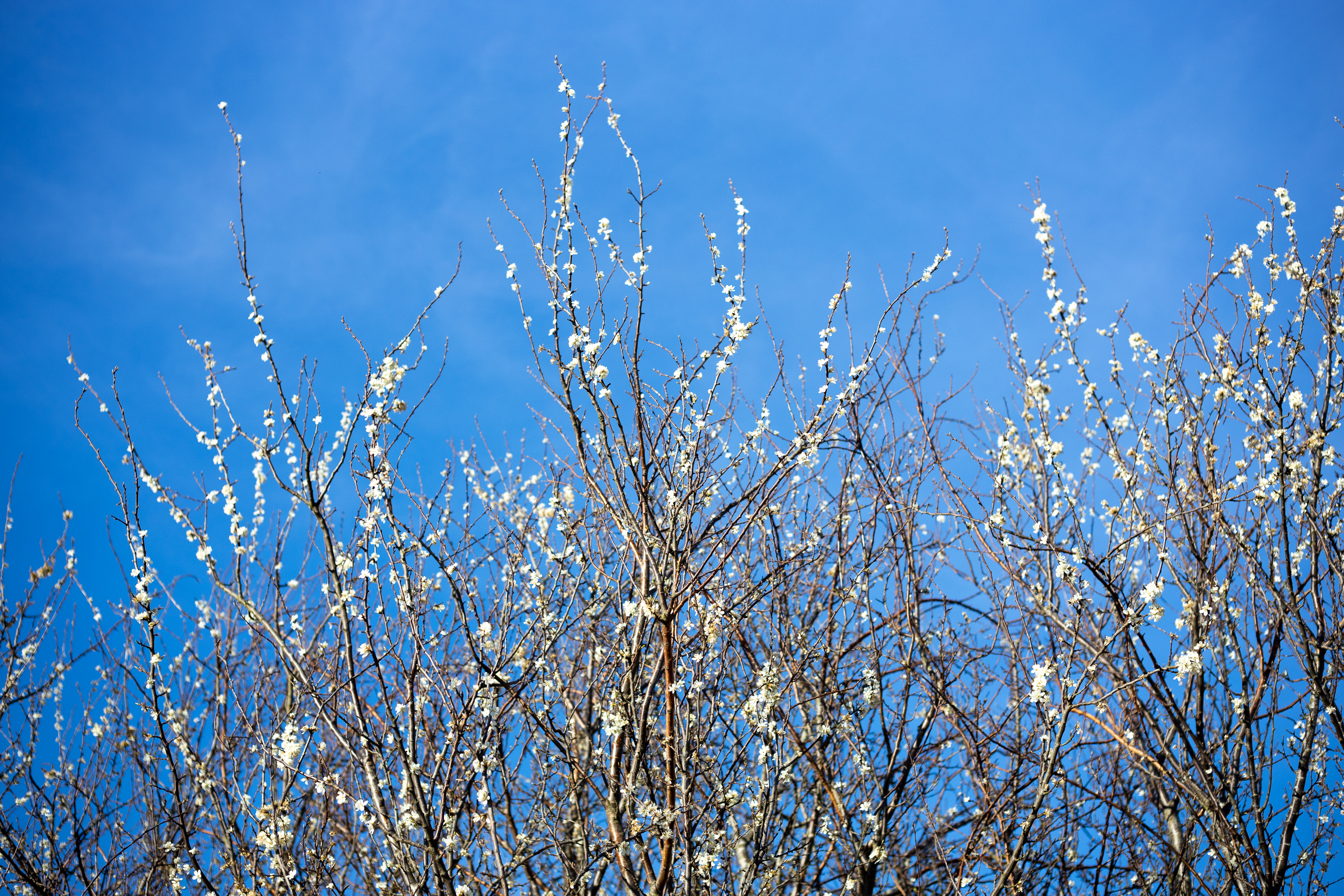 Spring - Voigtländer Septon 50mm f2