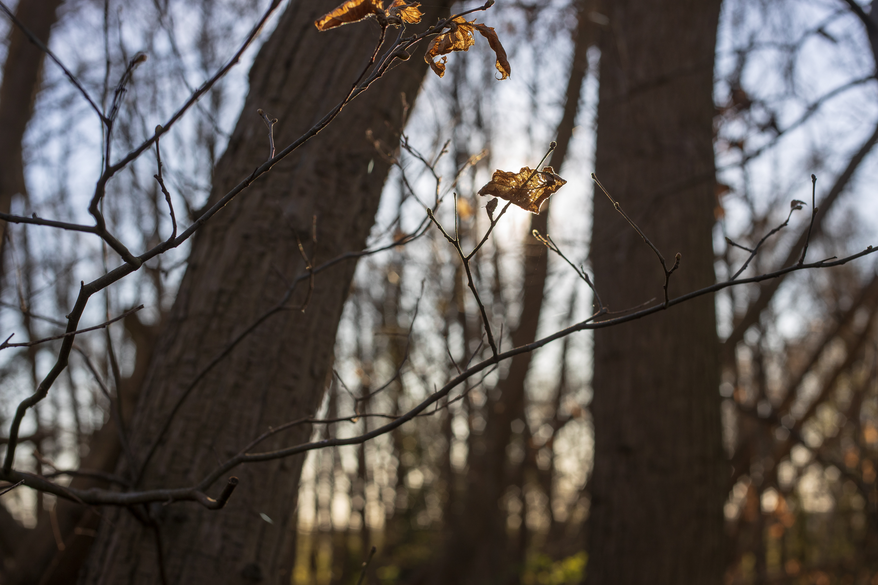 Sunset - Voigtländer Septon 50mm f2