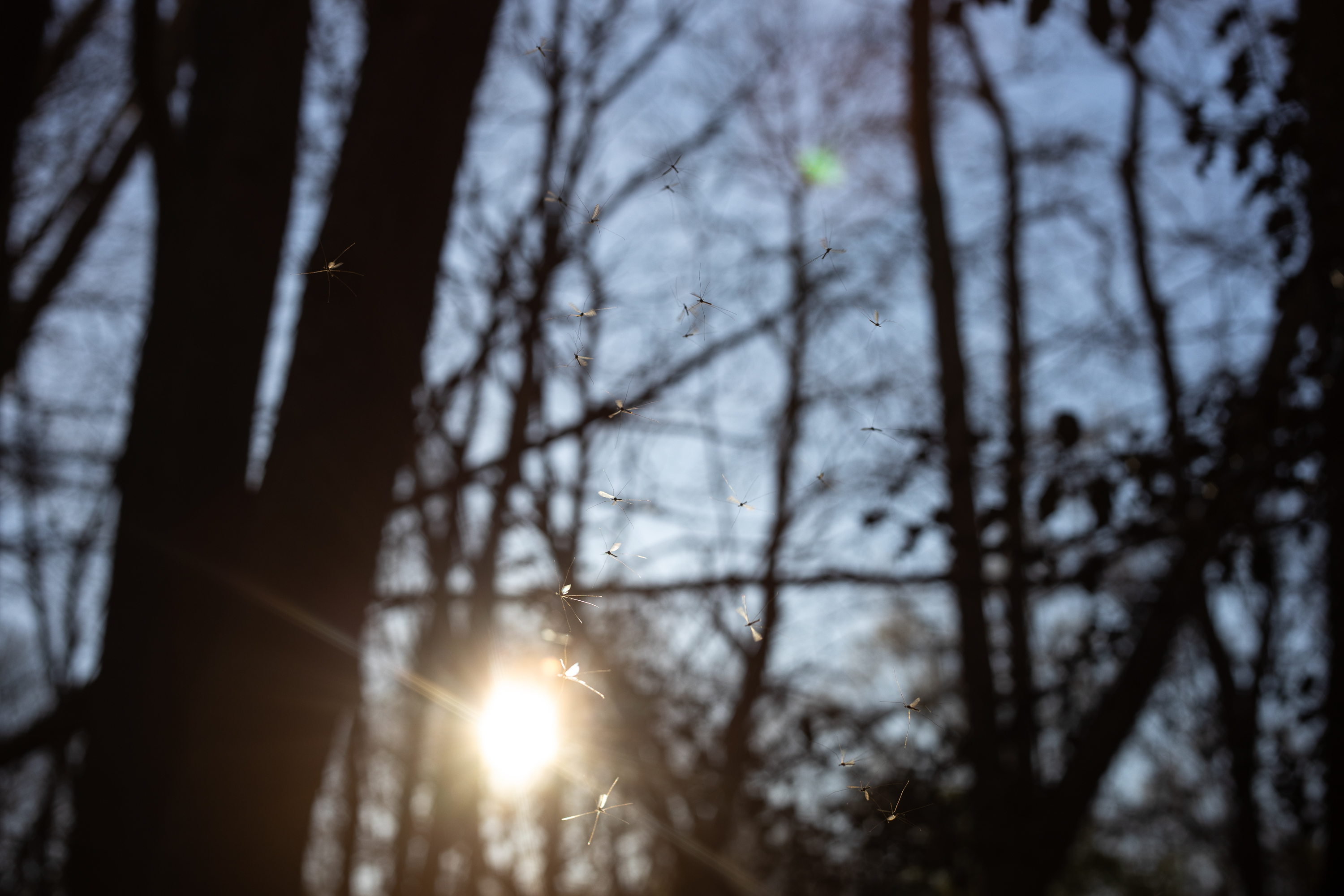 Forest - Voigtländer Septon 50mm f2