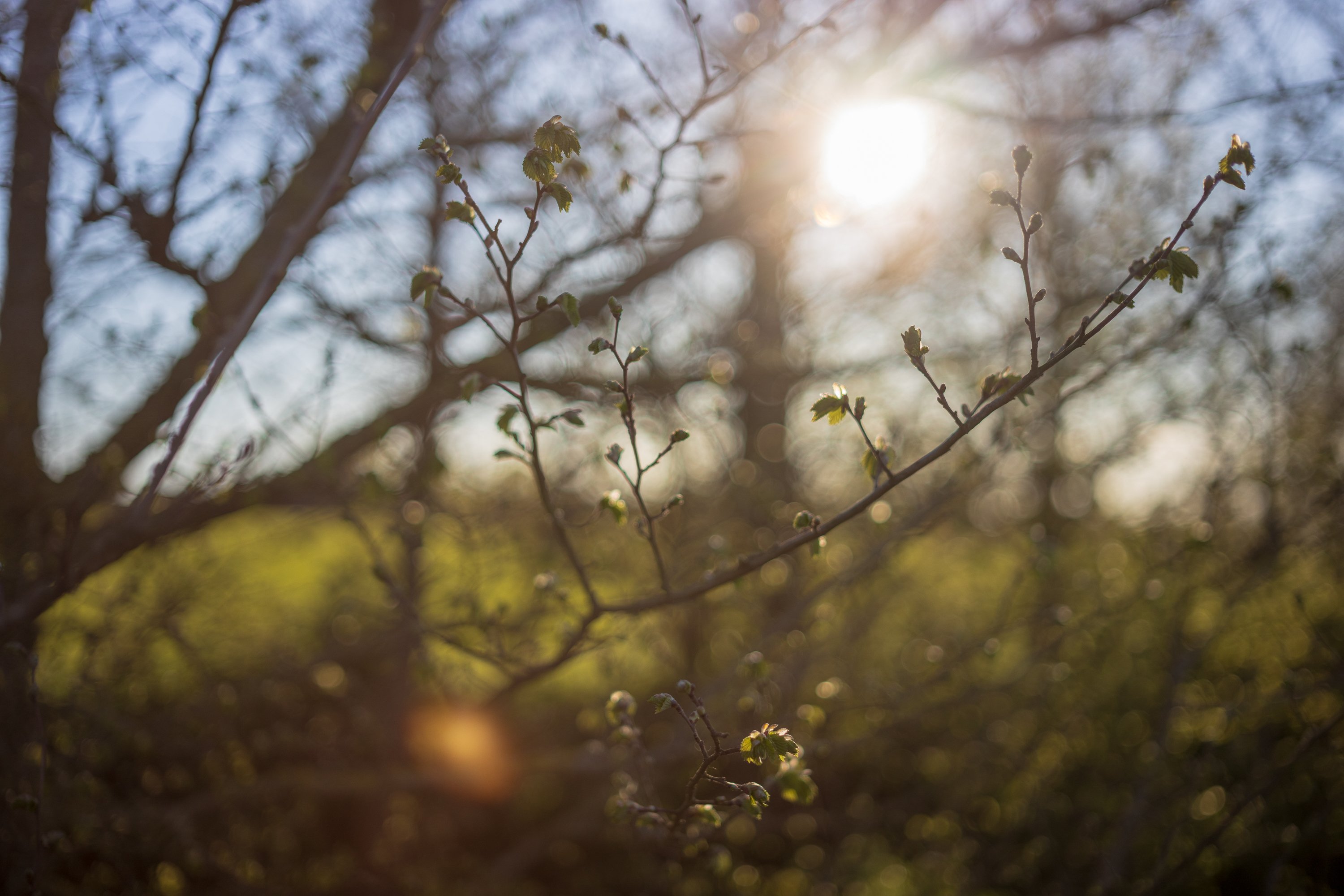 Wide open at f2 and into the sun - Voigtländer Septon 50mm f2