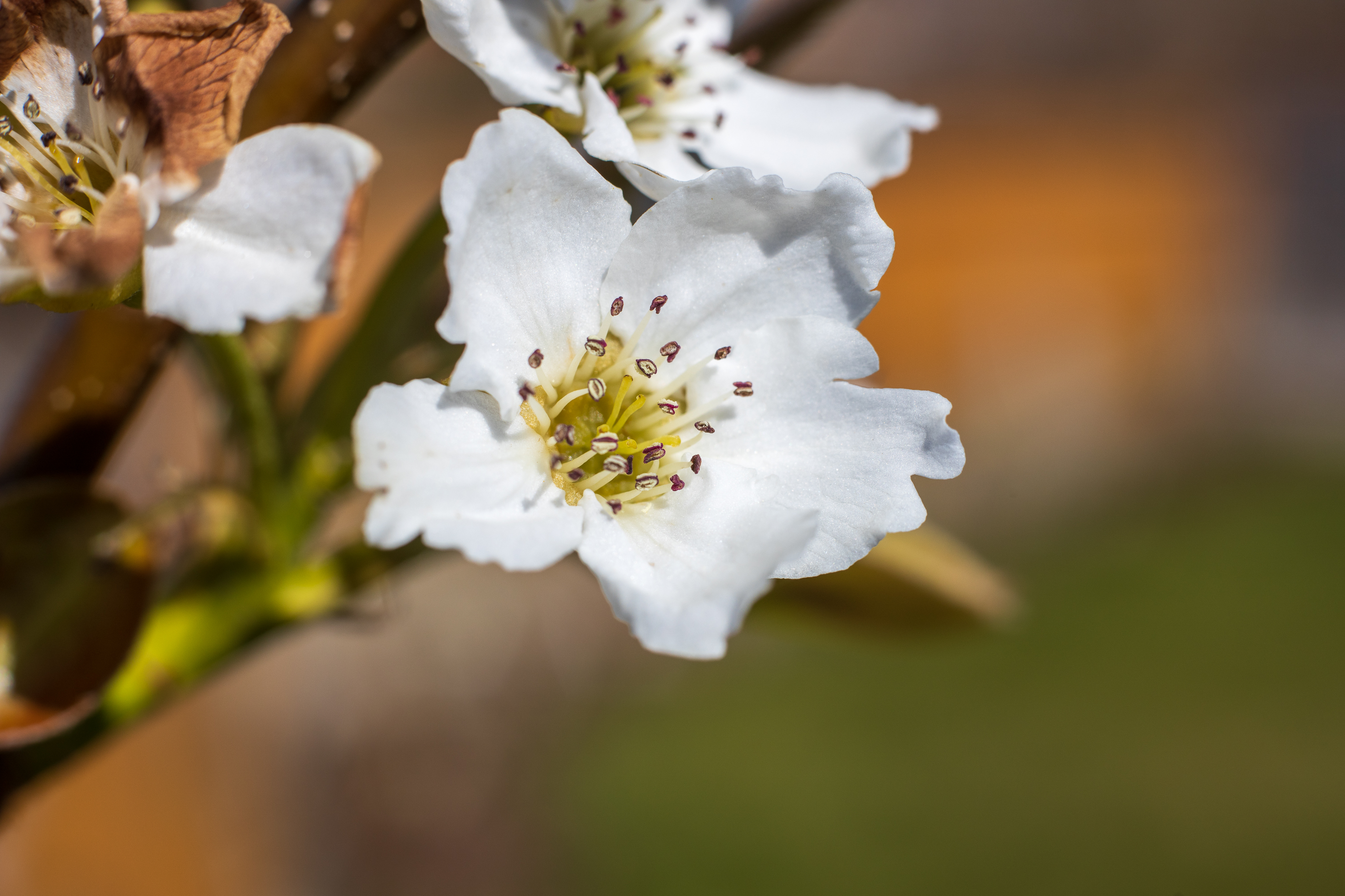 Blossom with extension tube - Voigtländer Septon 50mm f2