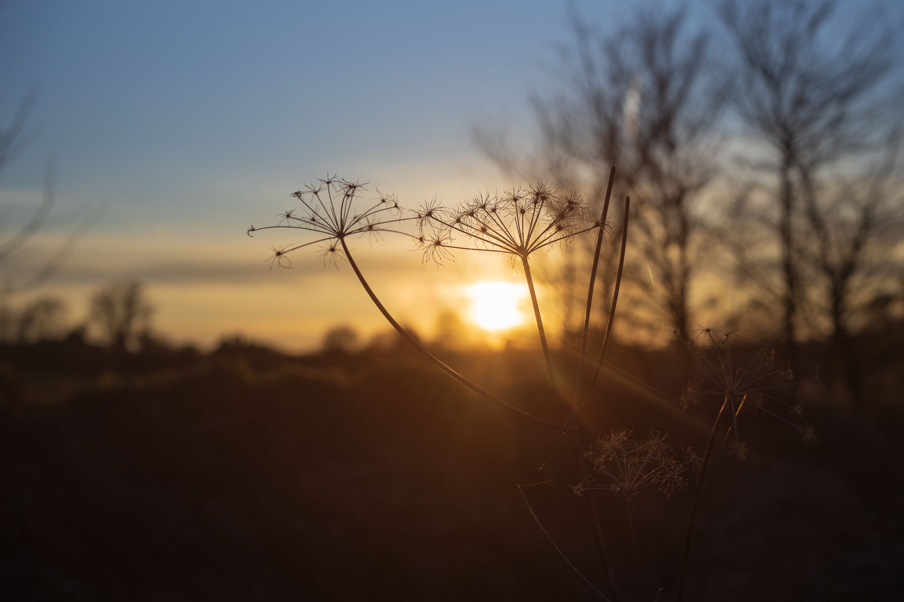 Sunset - Voigtländer Septon 50mm f2