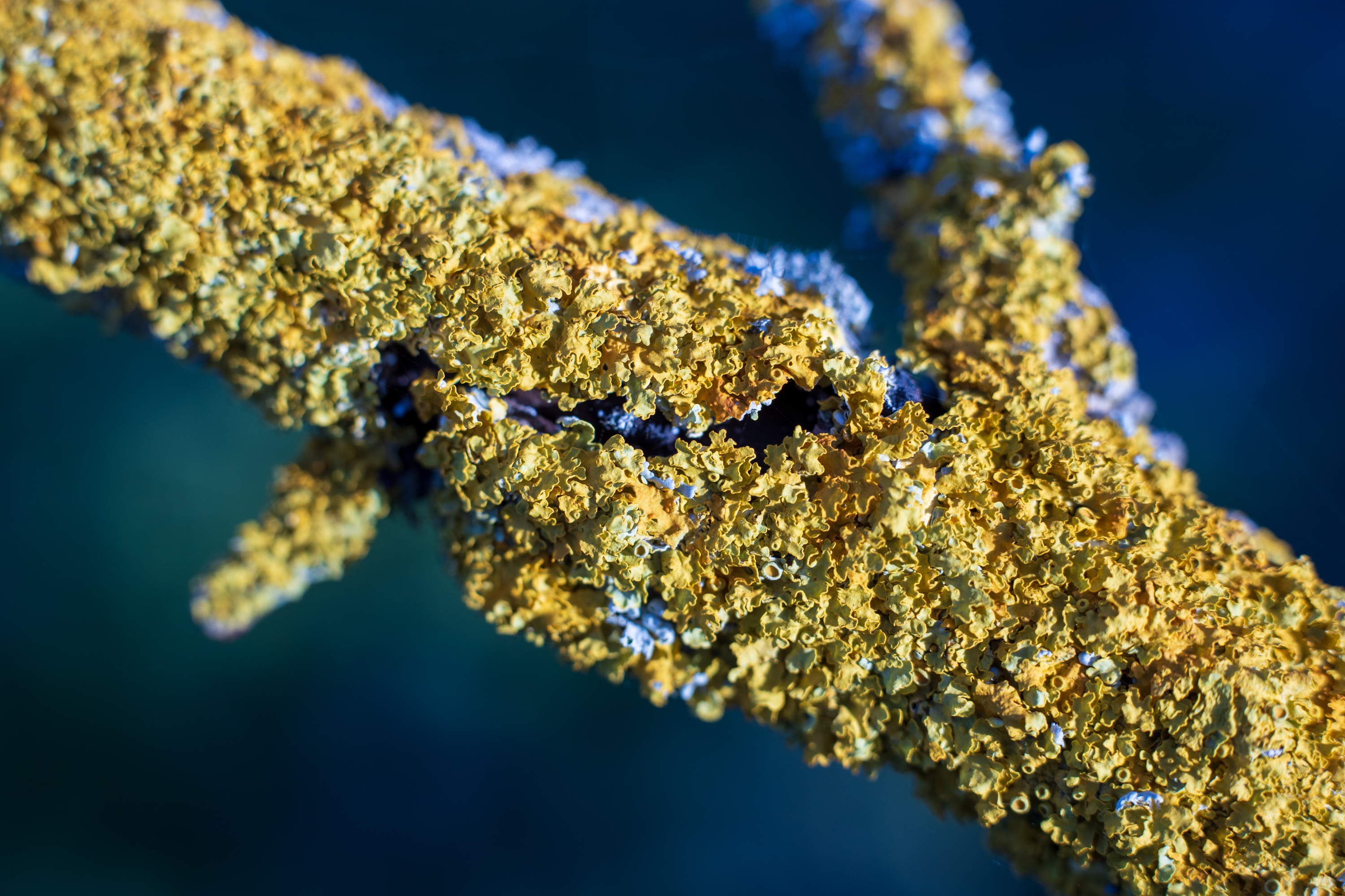 Lichen with extension tube - Voigtländer Septon 50mm f2