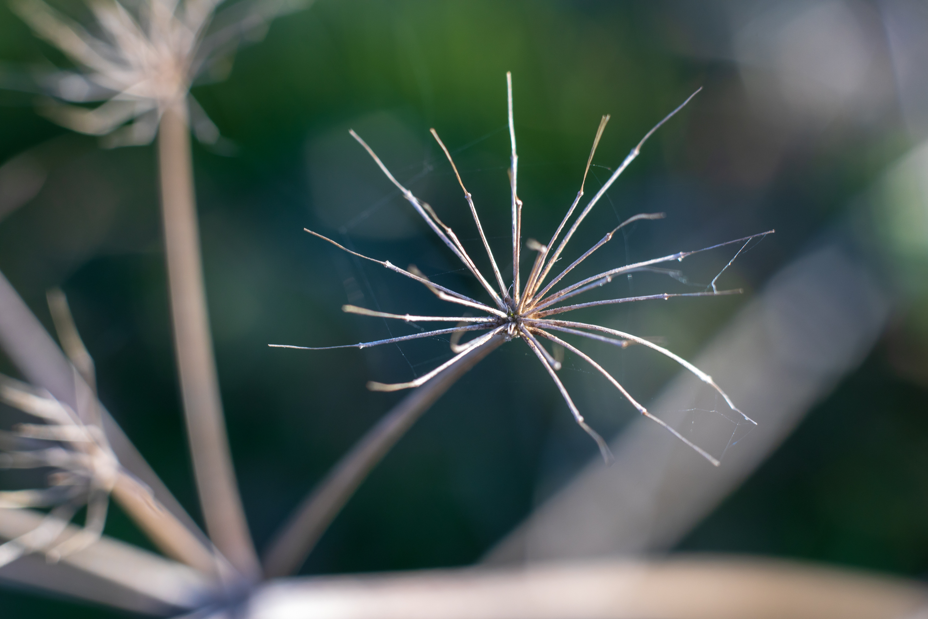 With extension tube - Voigtländer Septon 50mm f2