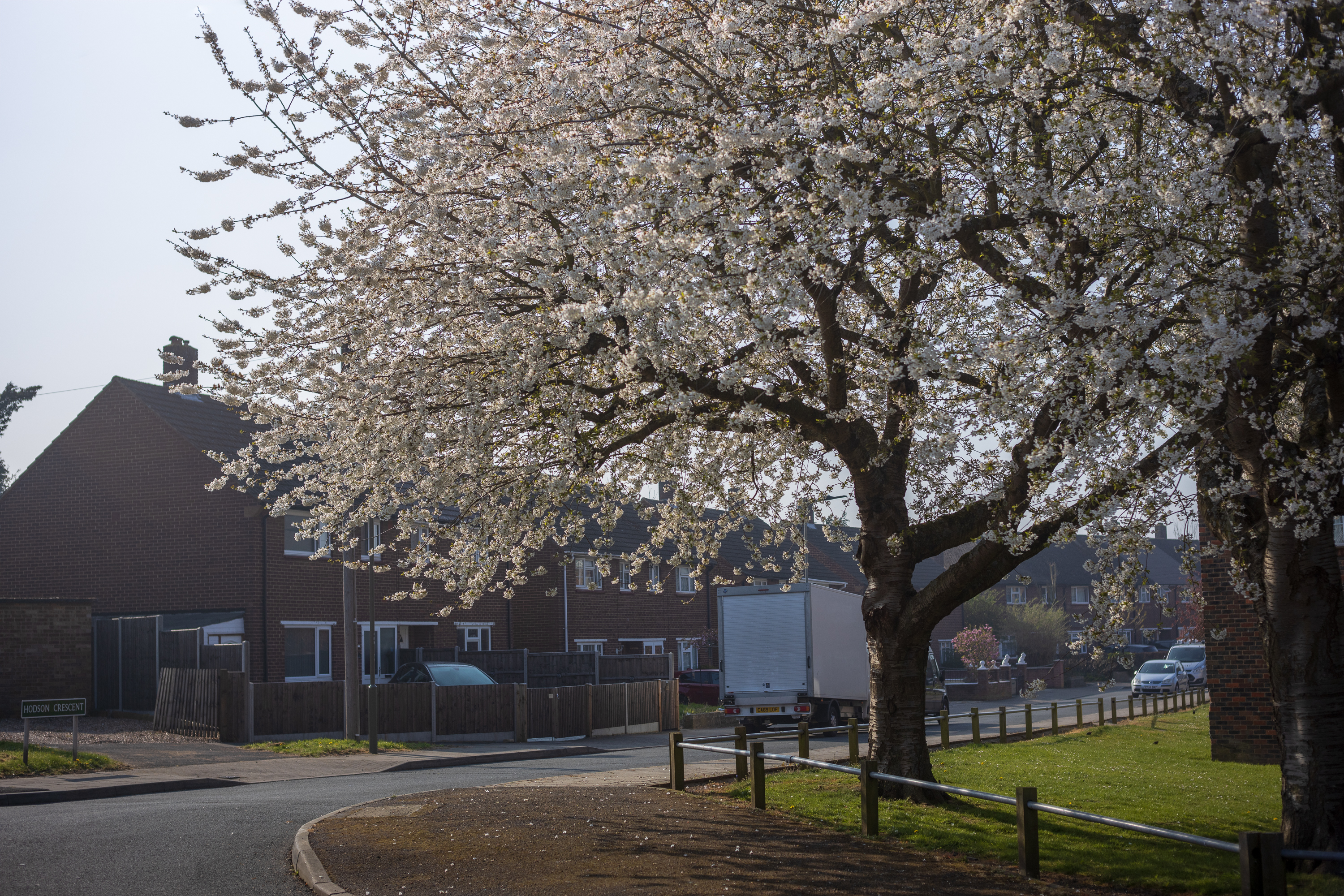 Cherry blossom - Voigtländer Septon 50mm f2