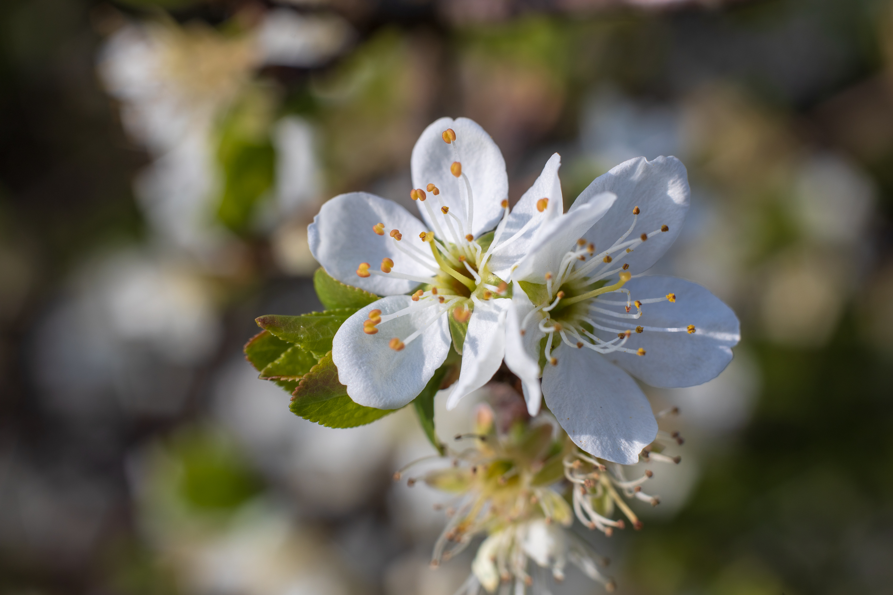 Blossoms using extension tube - Voigtländer Septon 50mm f2