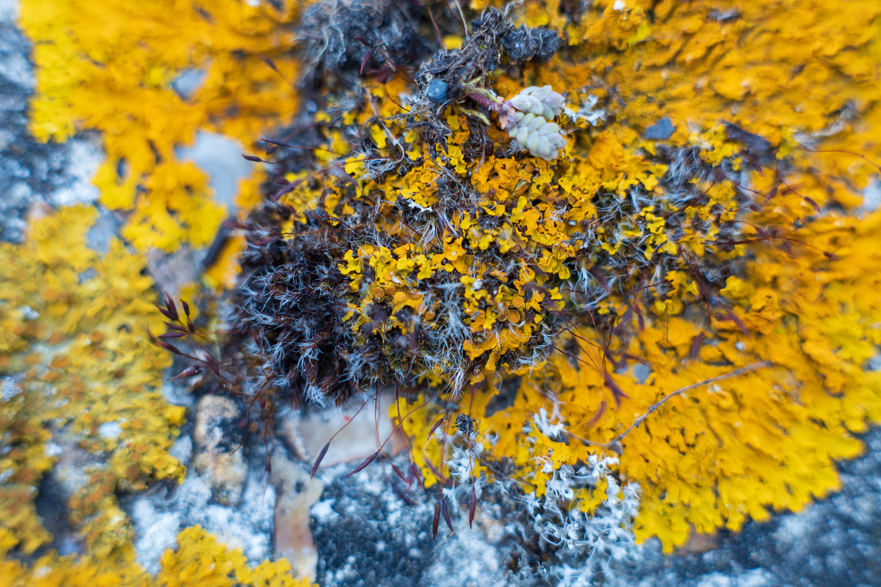 Lichens using the extension tube