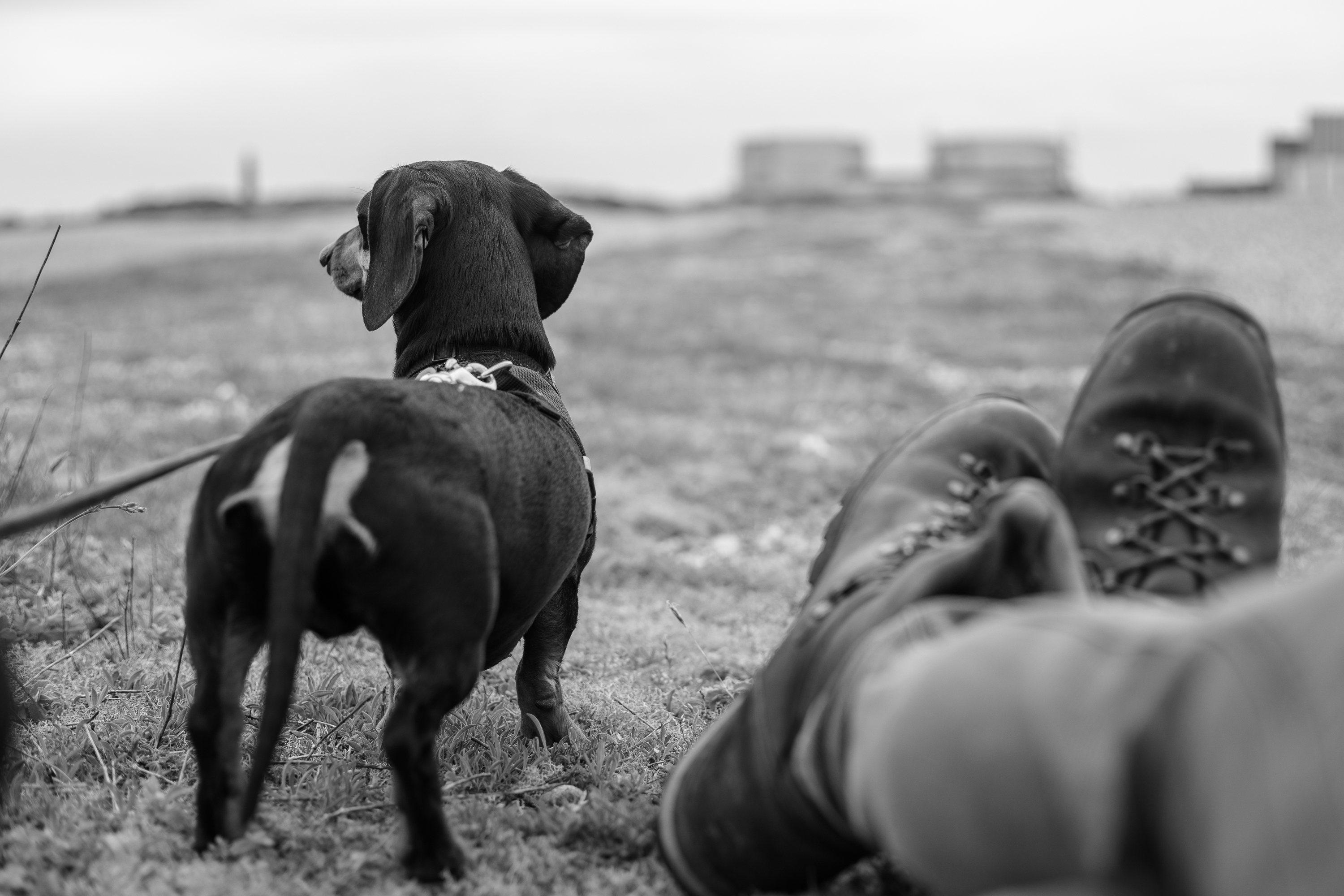 Me, my dog, and Mamiya 58mm f1.7 M42