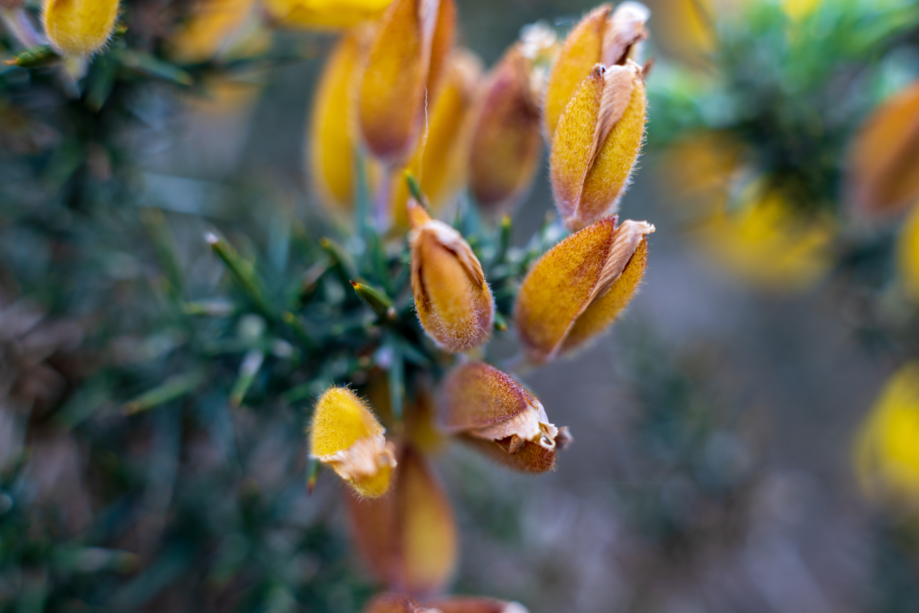 With the extension tube