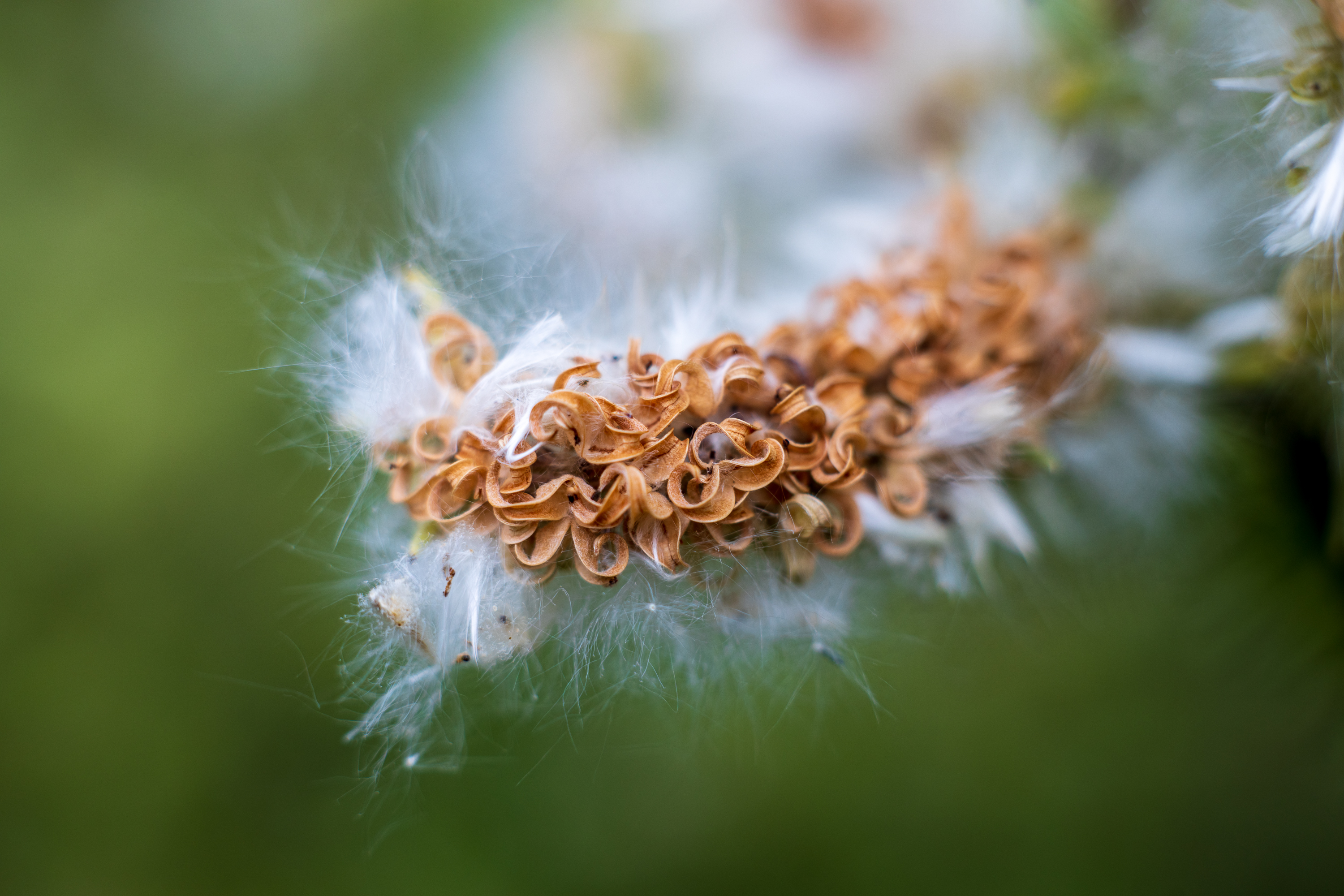 Another extension tube shot using Mamiya 58mm f1.7 M42