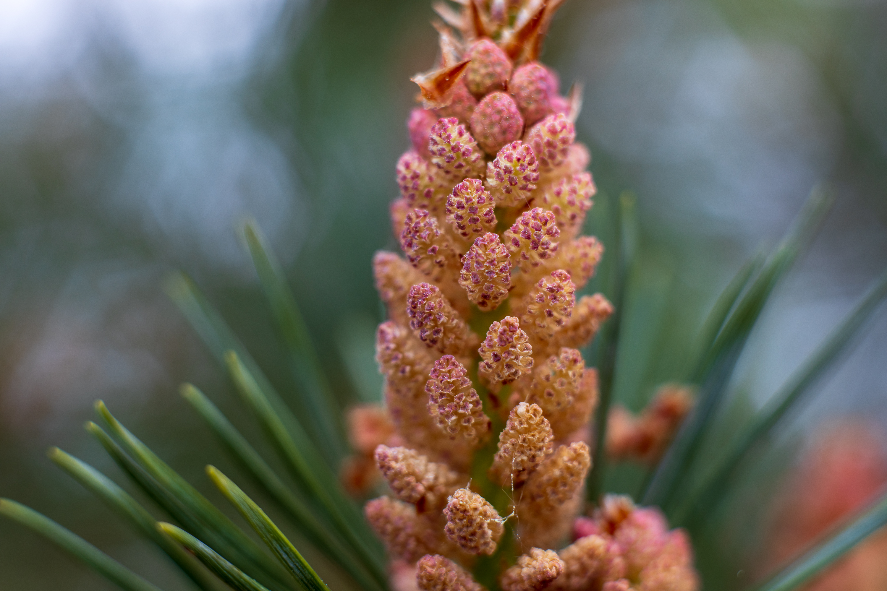 Pine bud with Mamiya Sekor 50mm f2 and extension helicoid