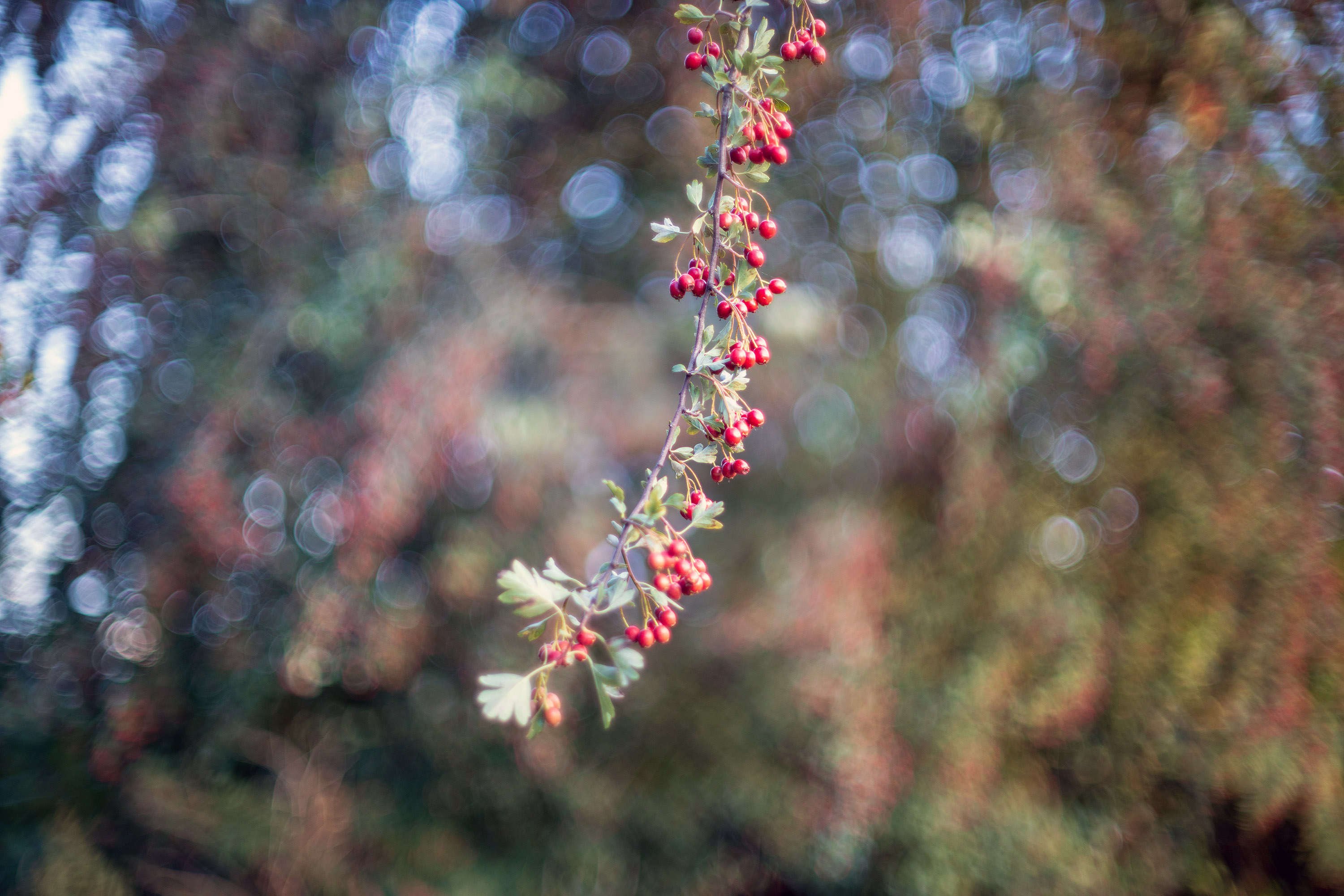 Bokeh exhibits soap bubble style when wide open