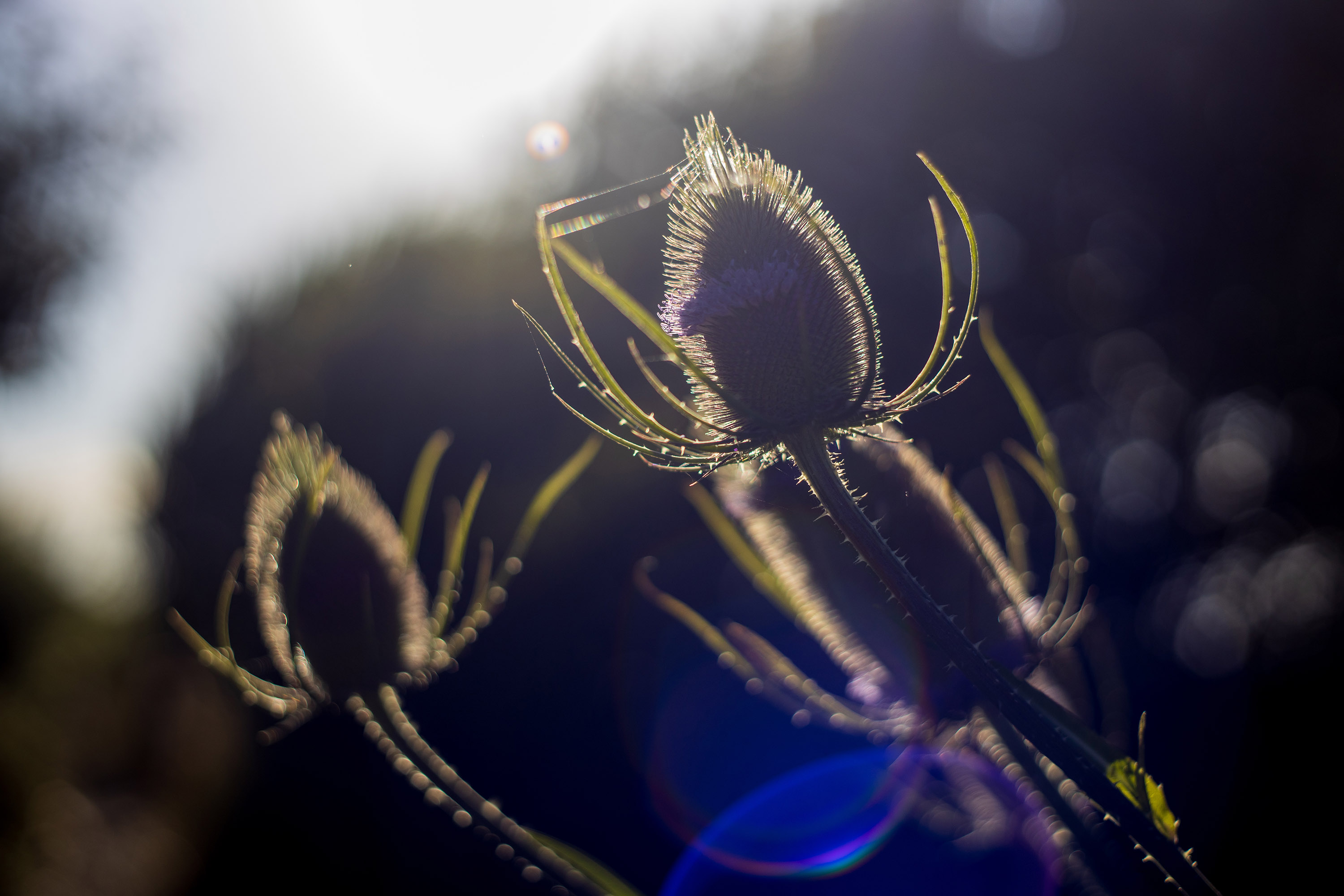 Konica Hexanon AR 50mm f1.7 - Blue flare