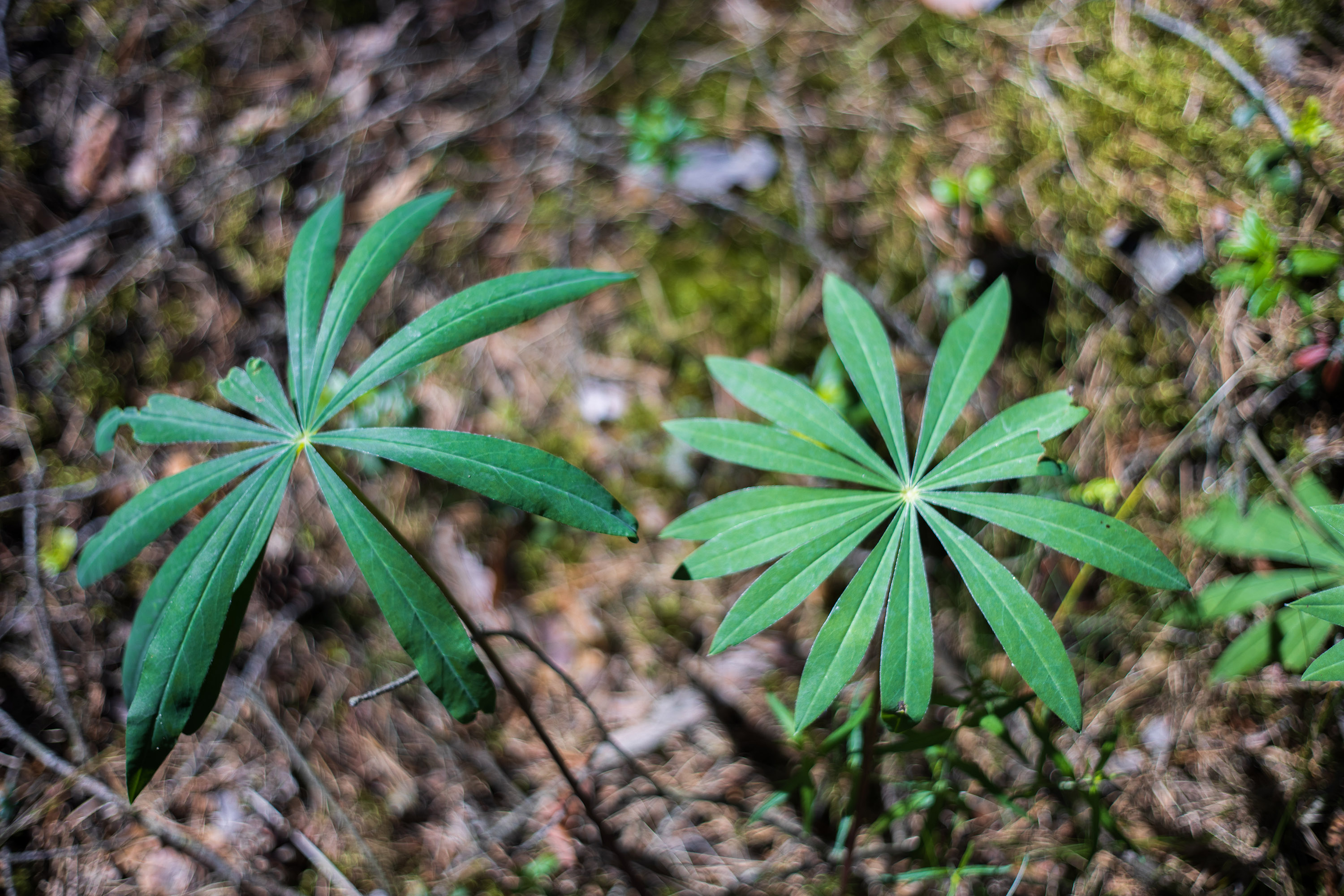 Konica Hexanon AR 50mm f1.7 - Wide open at f1.7 - Forest plants