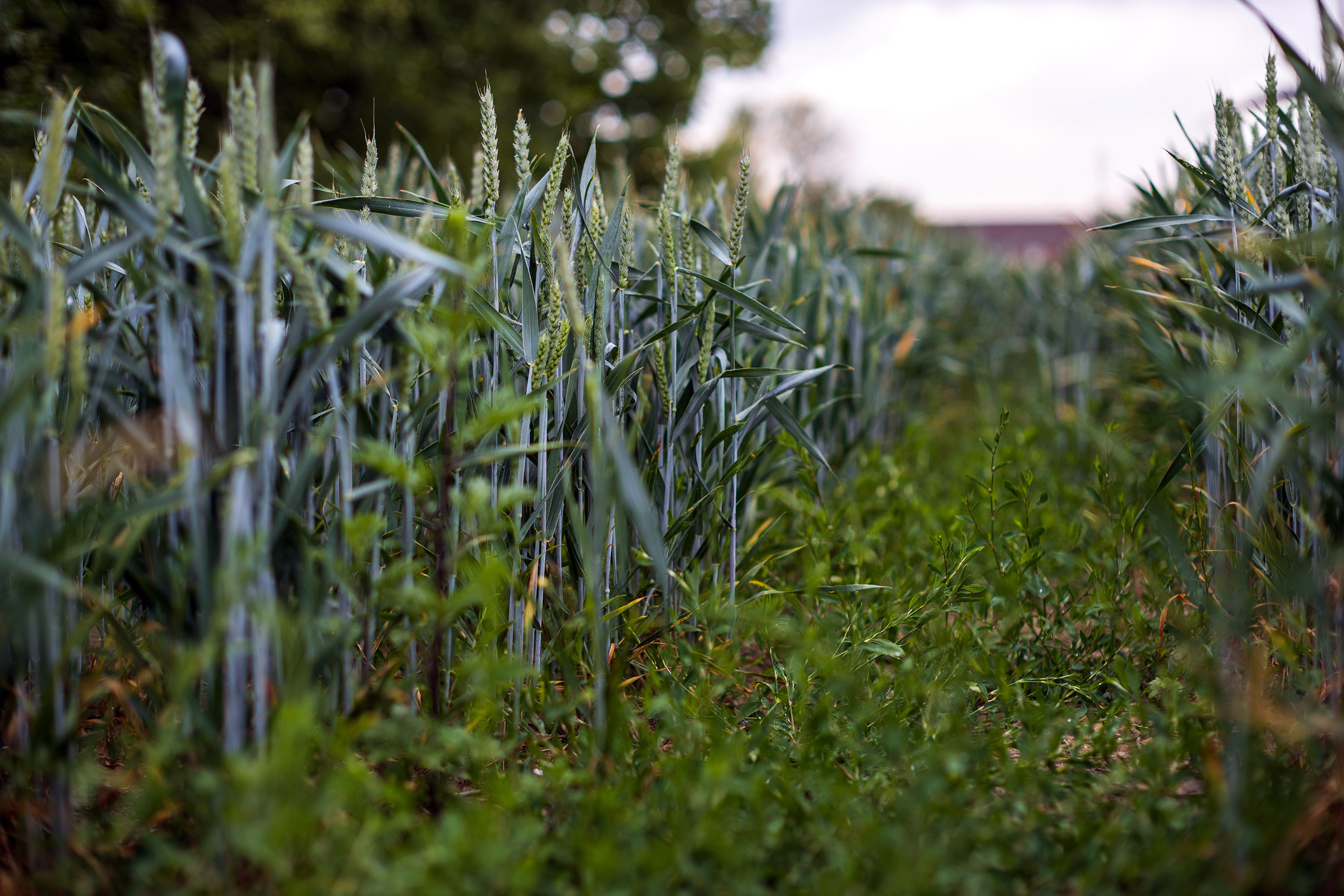 Konica Hexanon AR 57mm f1.2 Lens Review - Lens Legend