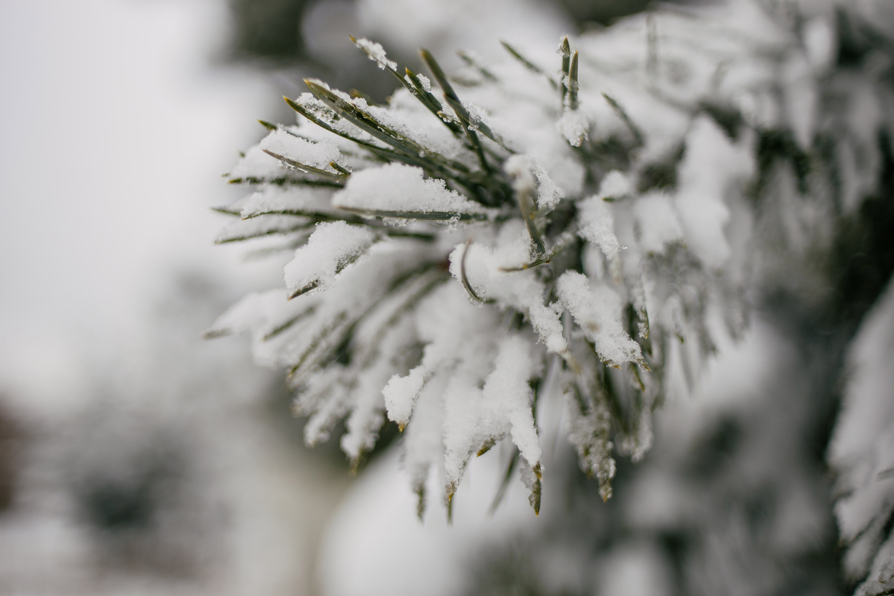 Fir with snow