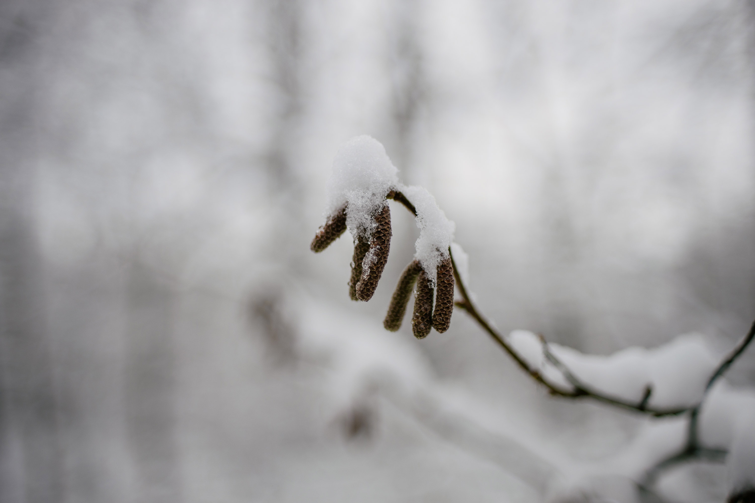 Iced over bud