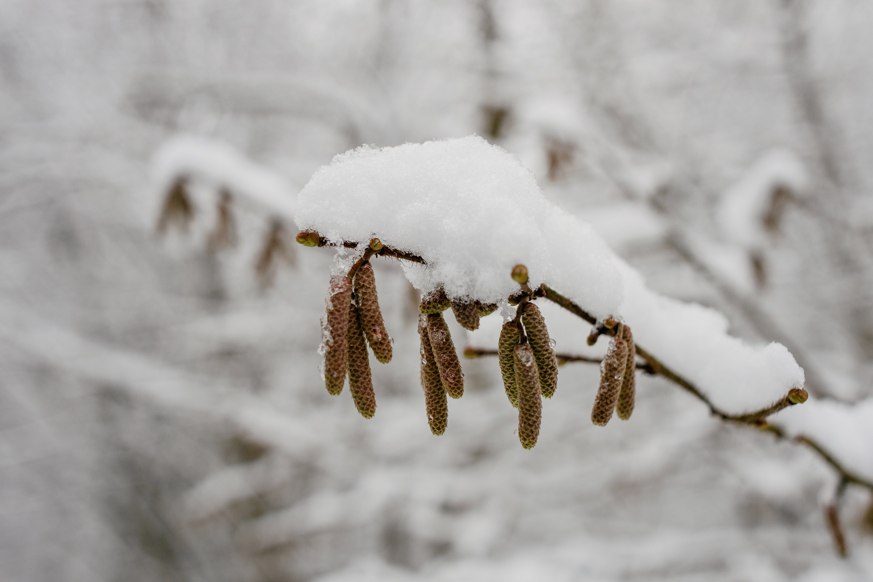Snow and buds - Shot slightly stopped down