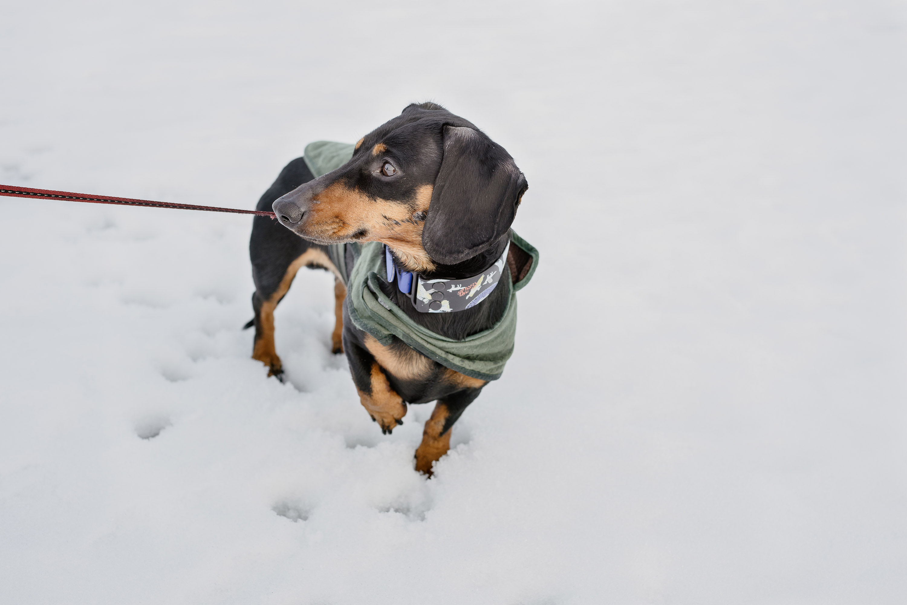 Alert sausage dog is cold - Carl Zeiss Contarex 50mm f2