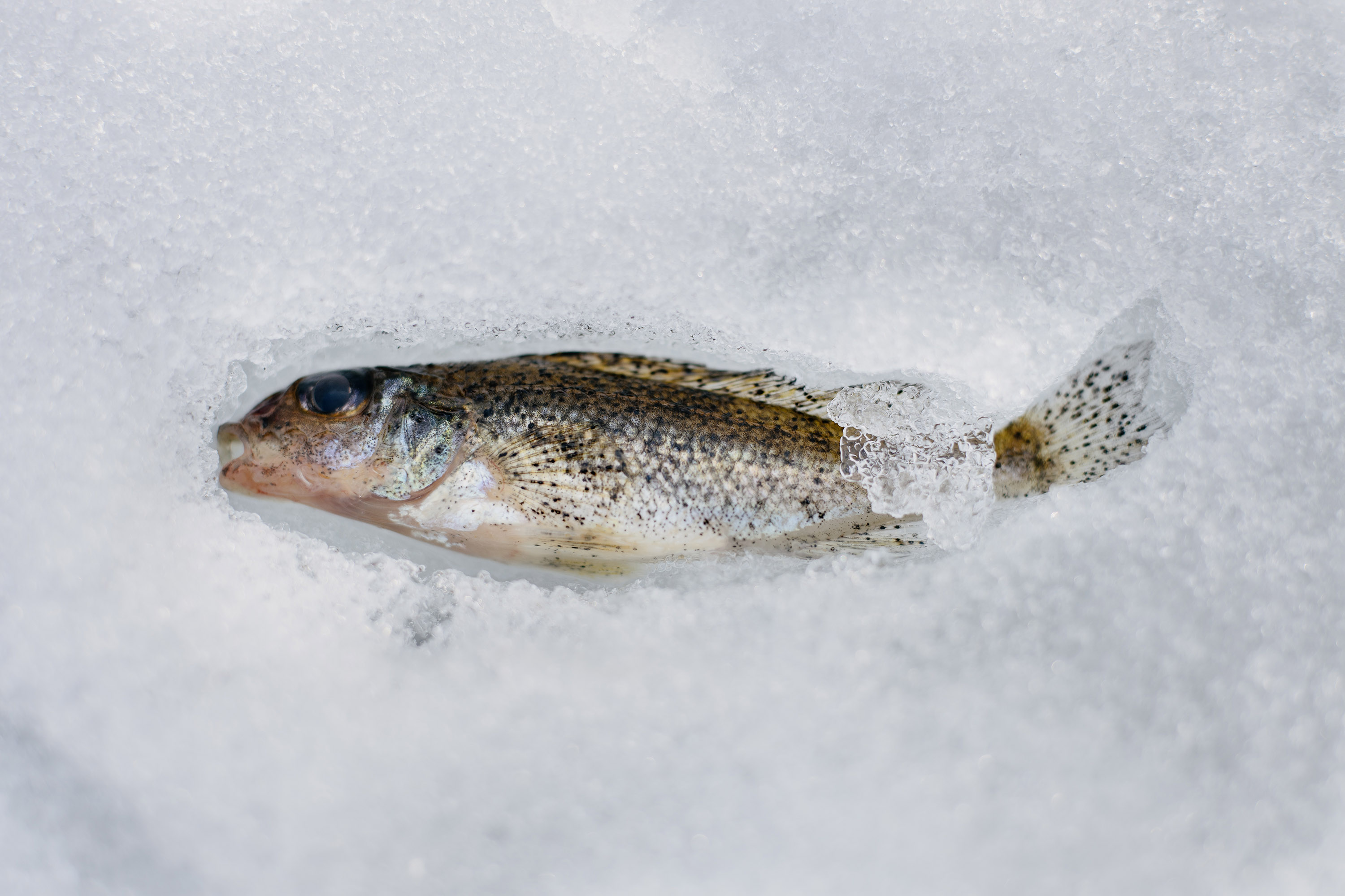 Frozen fish - Shot at a minimum focal distance